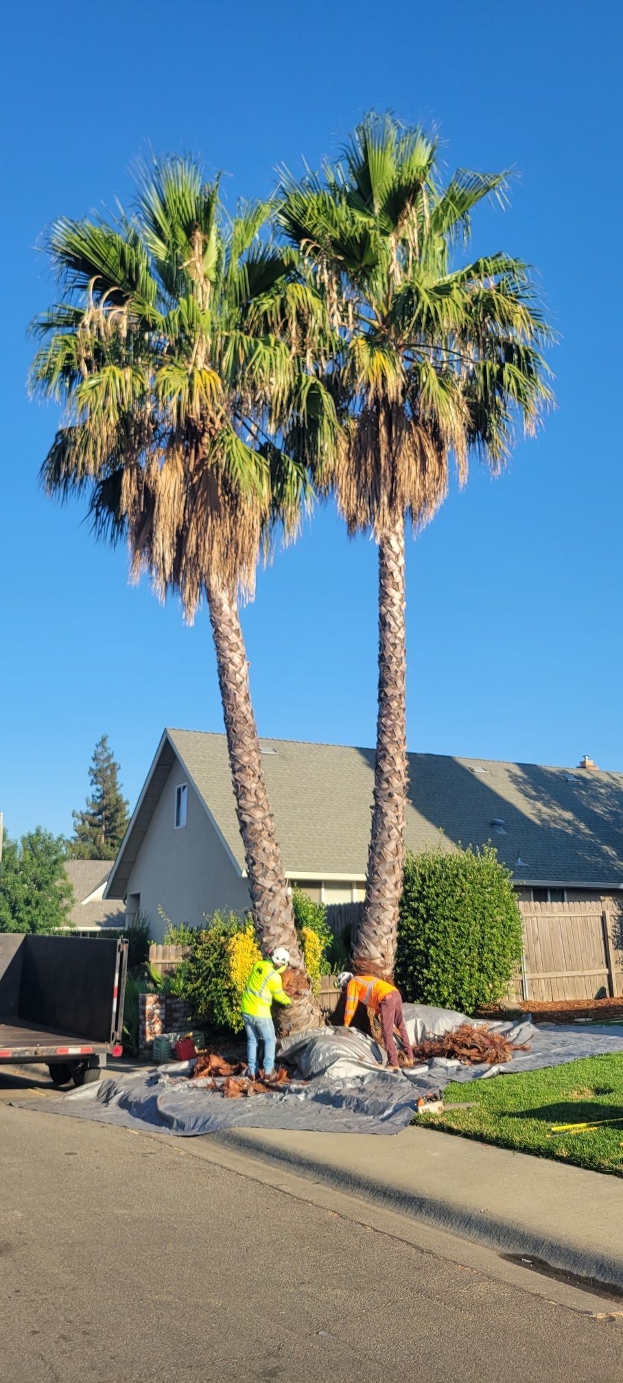 Two palm trees with workers at their base on a street. Clear blue sky.