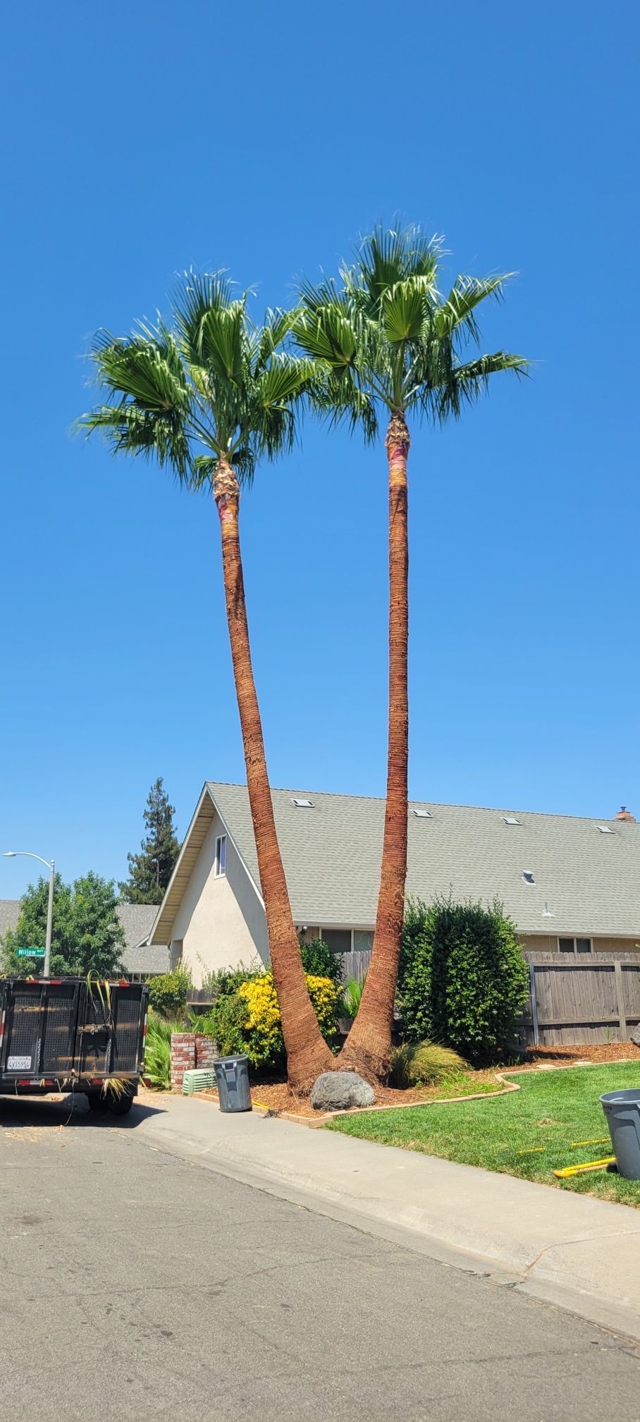 Two tall palm trees against a blue sky, next to a house and a road.
