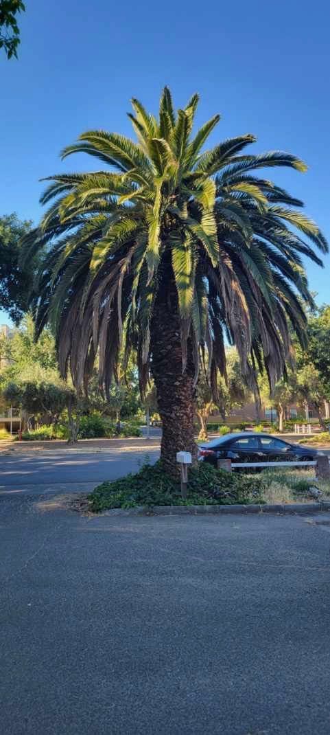 Tall palm tree in a parking area with a clear blue sky. A dark car is parked nearby.