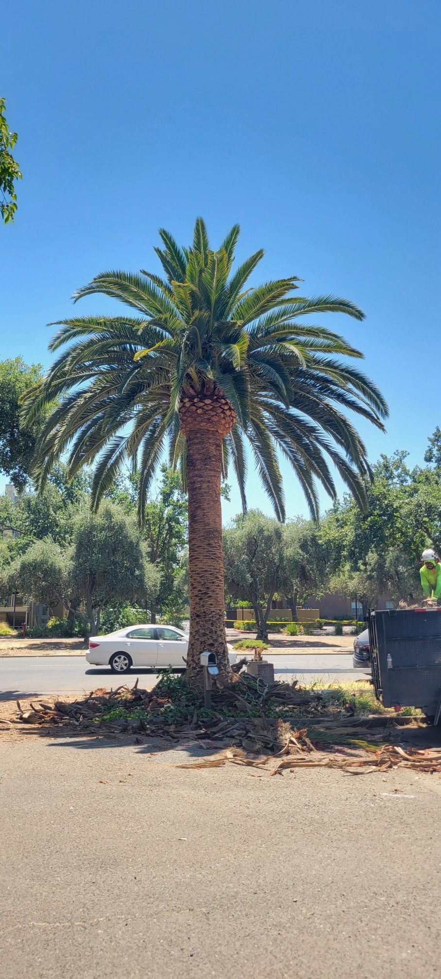 Tall palm tree with green fronds on a sunny day. White car and dark trash bin in the background.