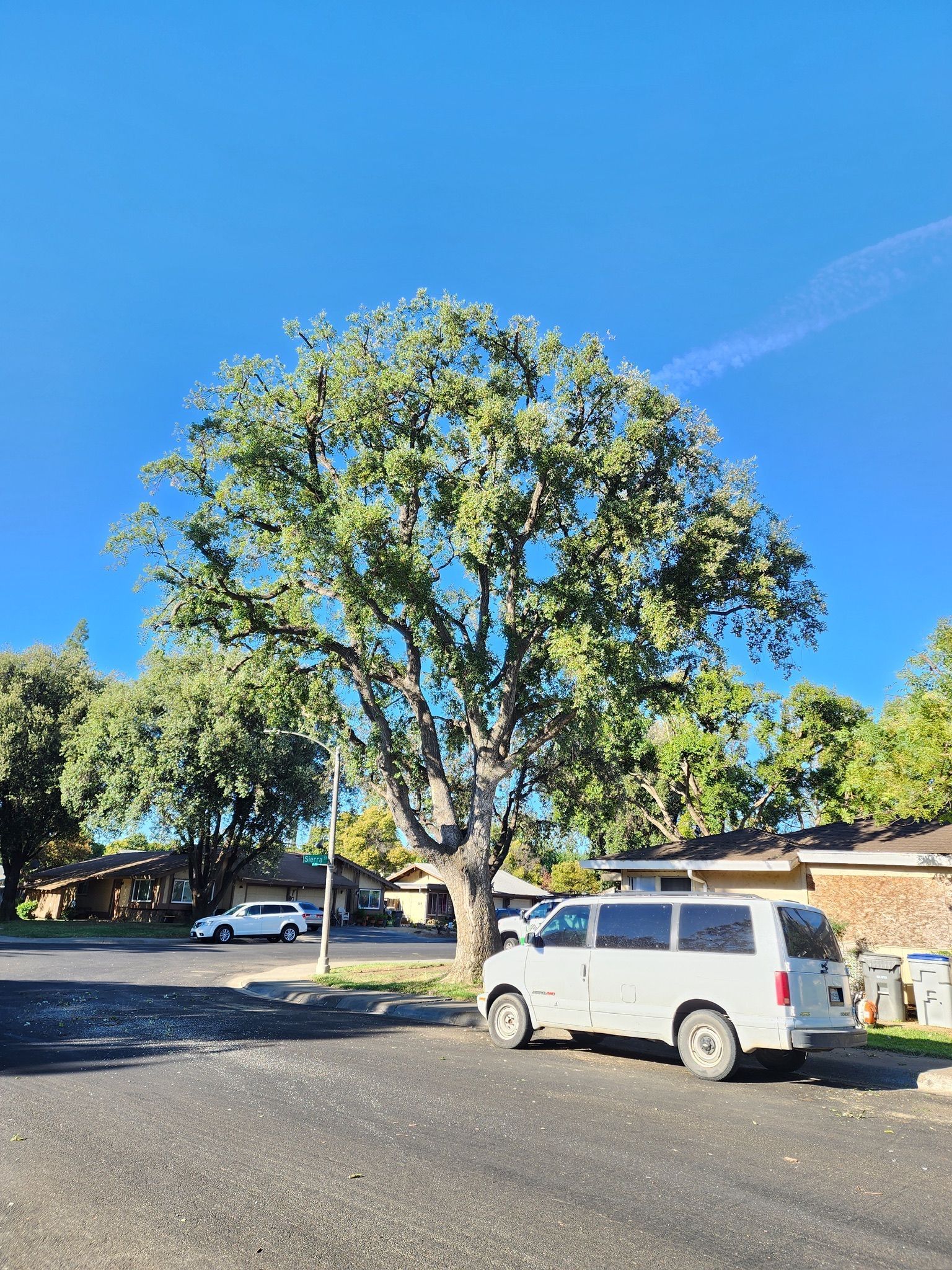 White van parked on street with large tree in front of houses under a bright blue sky.