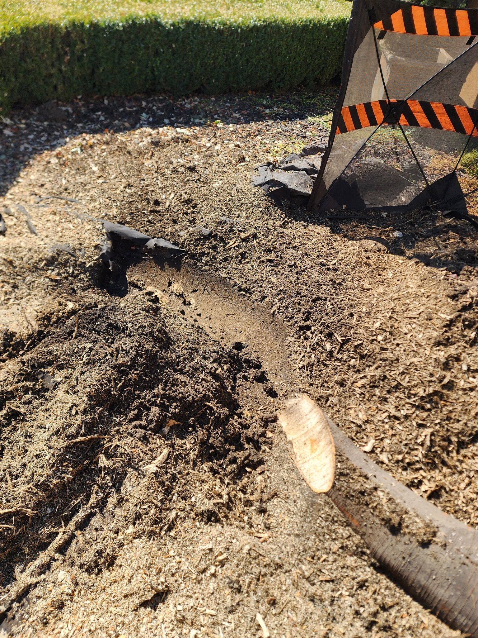 Chainsaw cutting wood, sawdust spraying. Ground covered with wood chips, a lawn in the background.