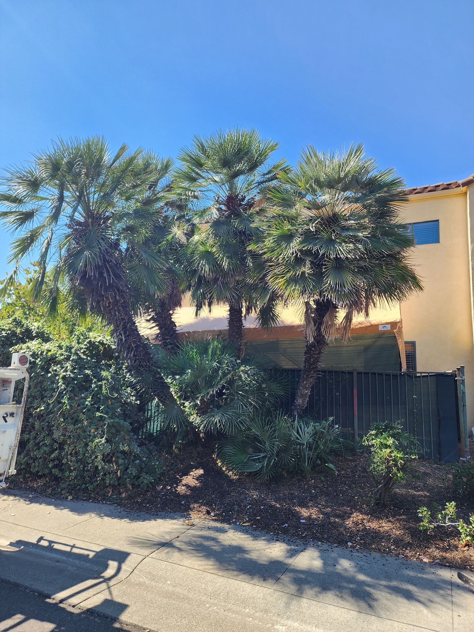 Palm trees and bushes grow next to a building and fence on a sunny day.