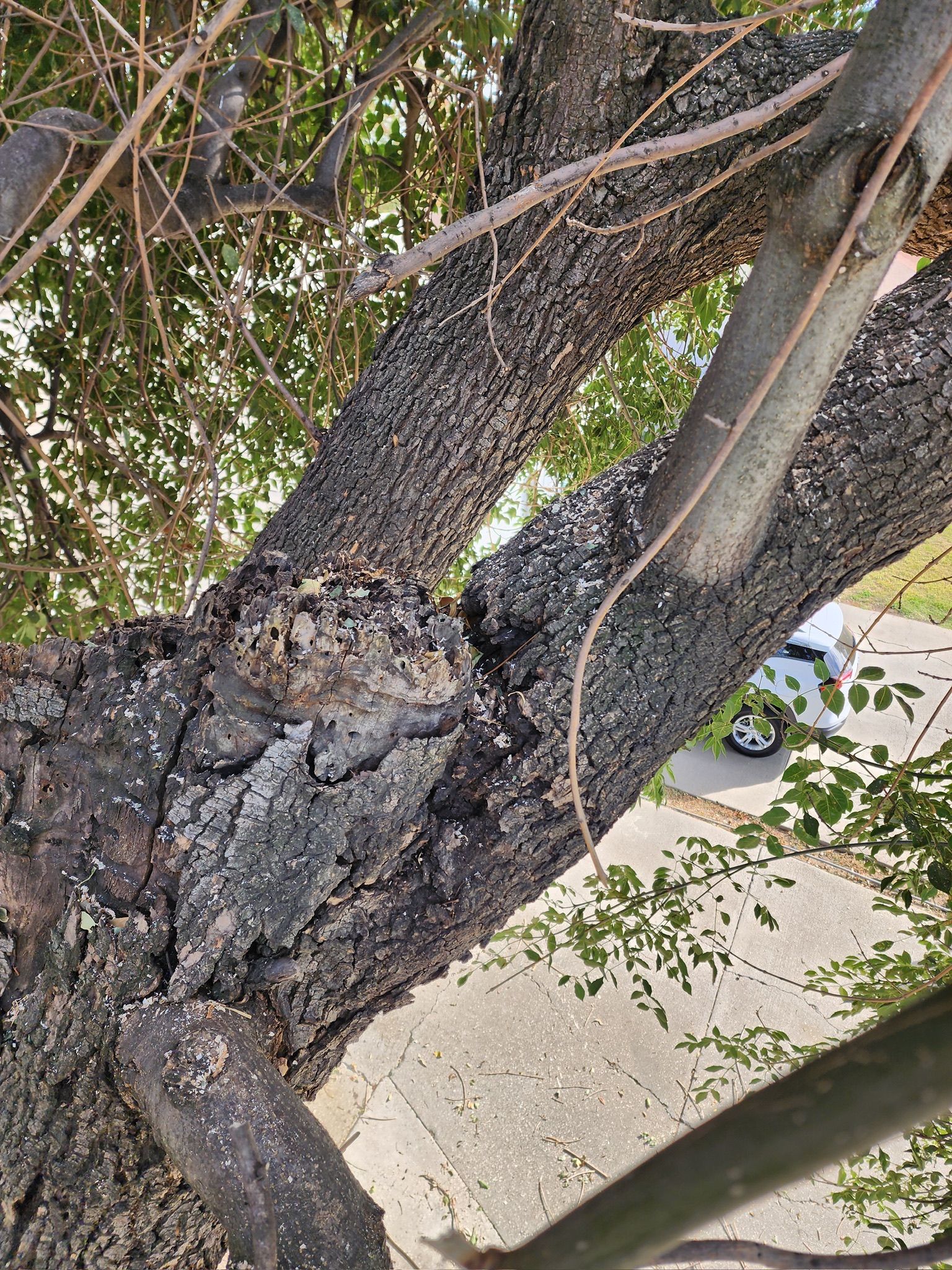 Tree trunk with rough bark and small, white specks; view from below, showing branches and glimpses of a street and car.