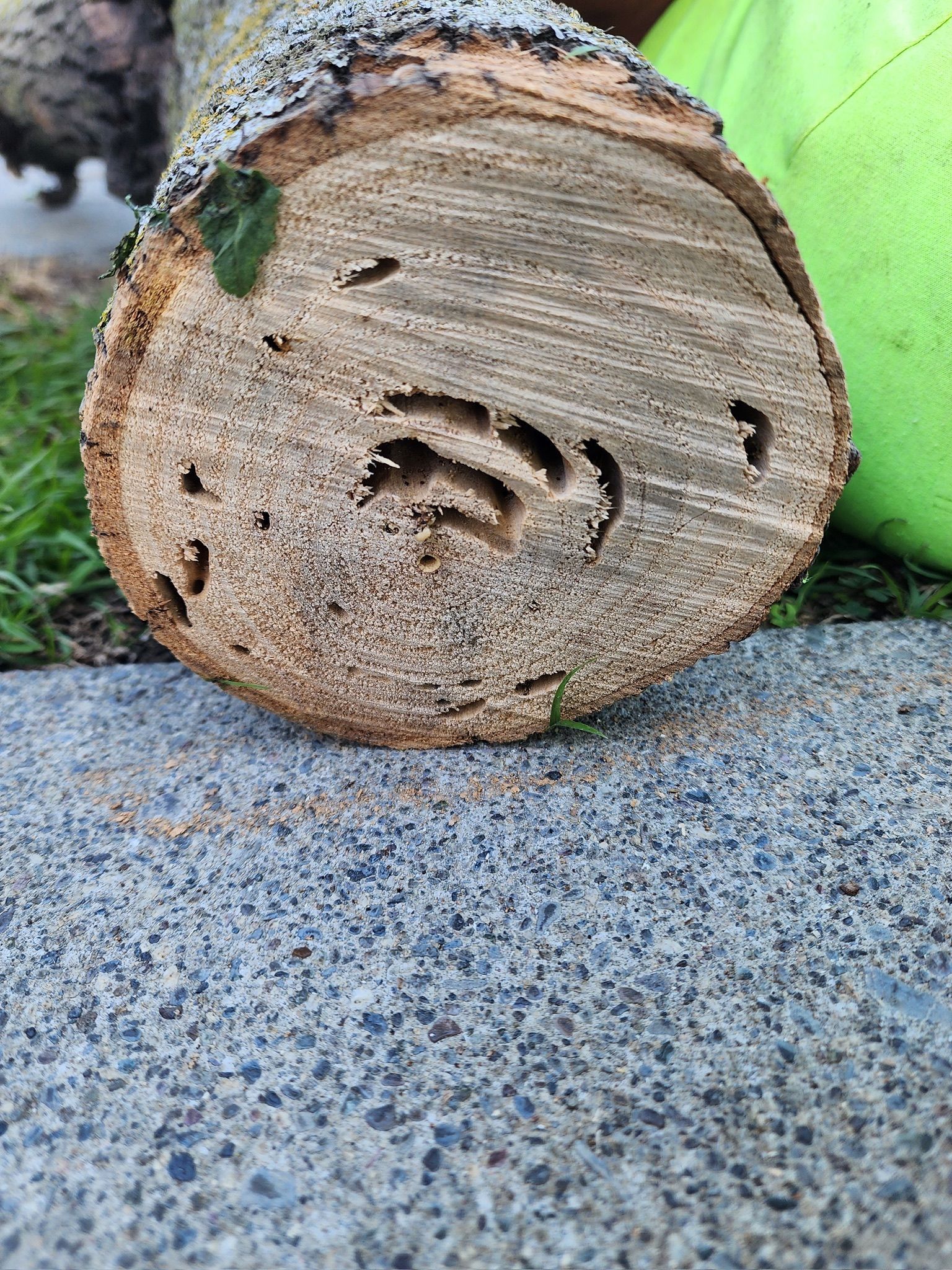 Cross-section of a log with insect tunnels, lying on concrete near grass and a green object.