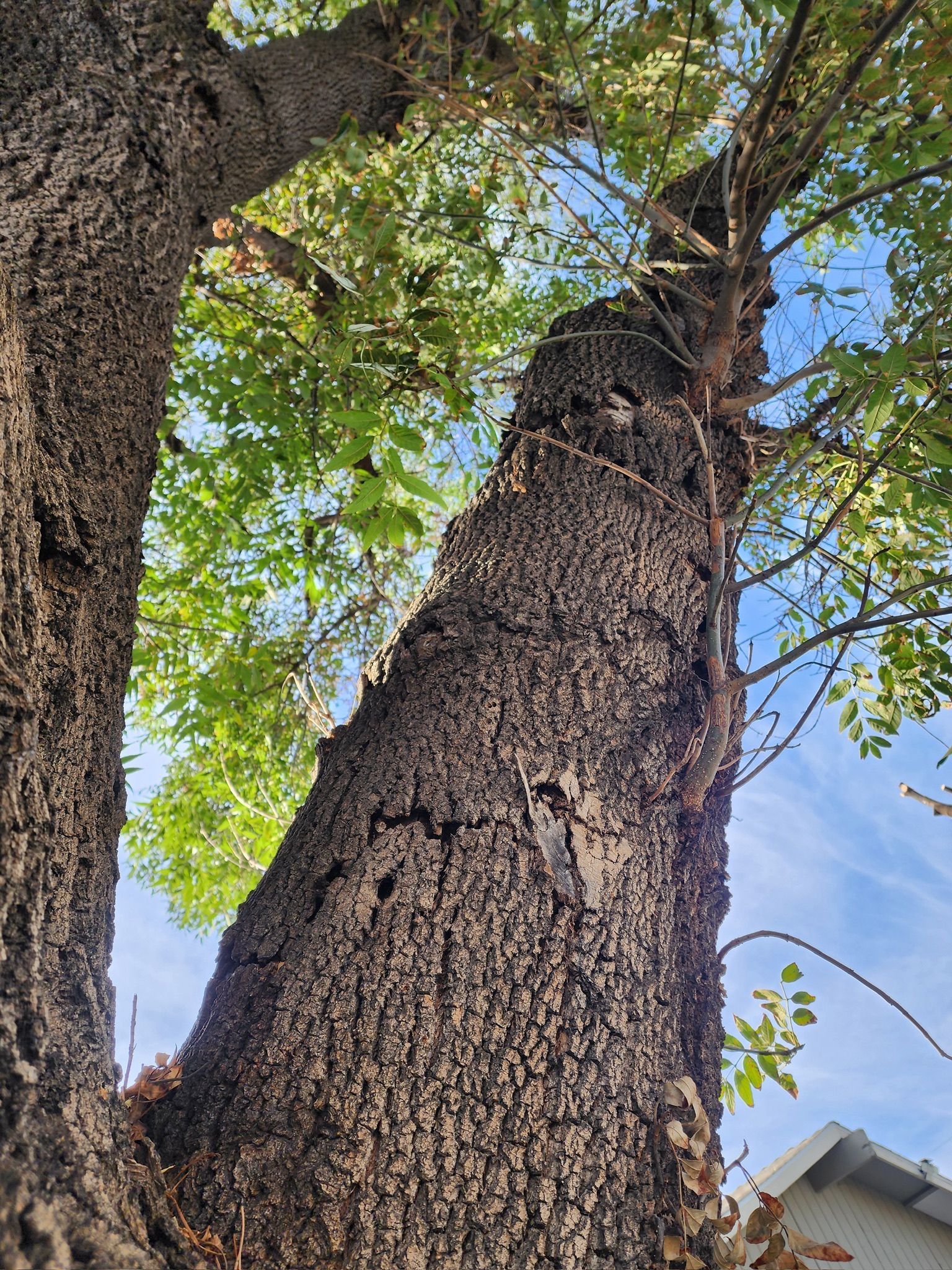 View of a tree trunk from below, with textured bark and green leaves against a blue sky.