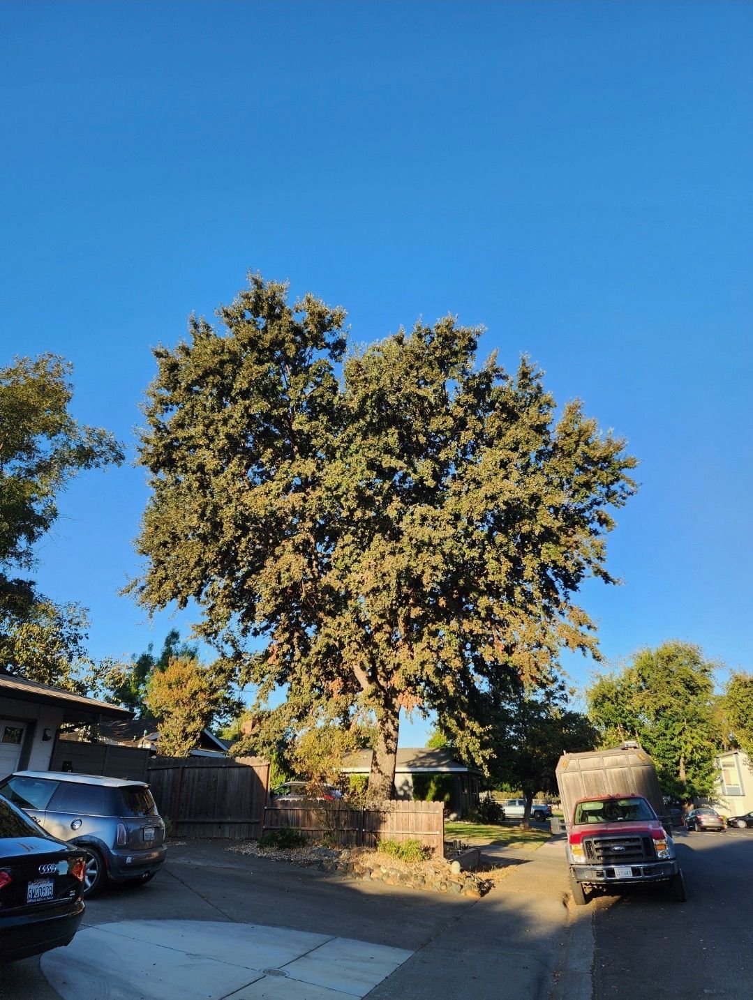 Large tree with green foliage, parked cars, and blue sky.