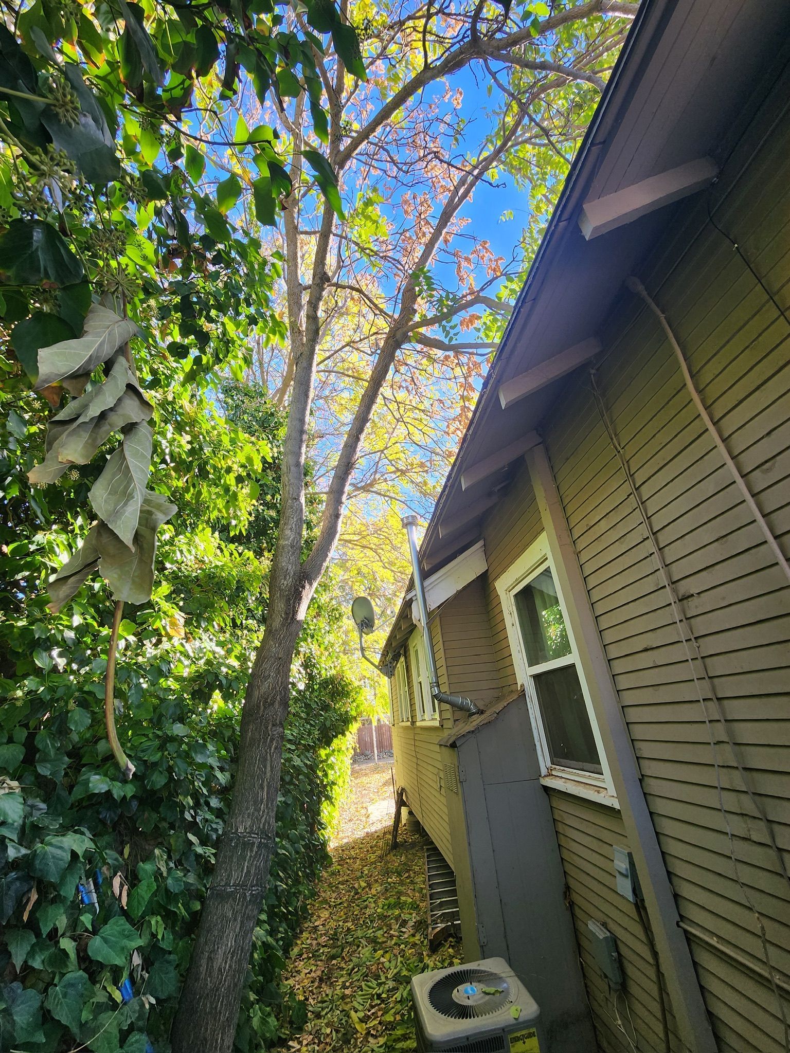 A tall tree next to a brown house with a blue sky visible above, leaves on the ground.