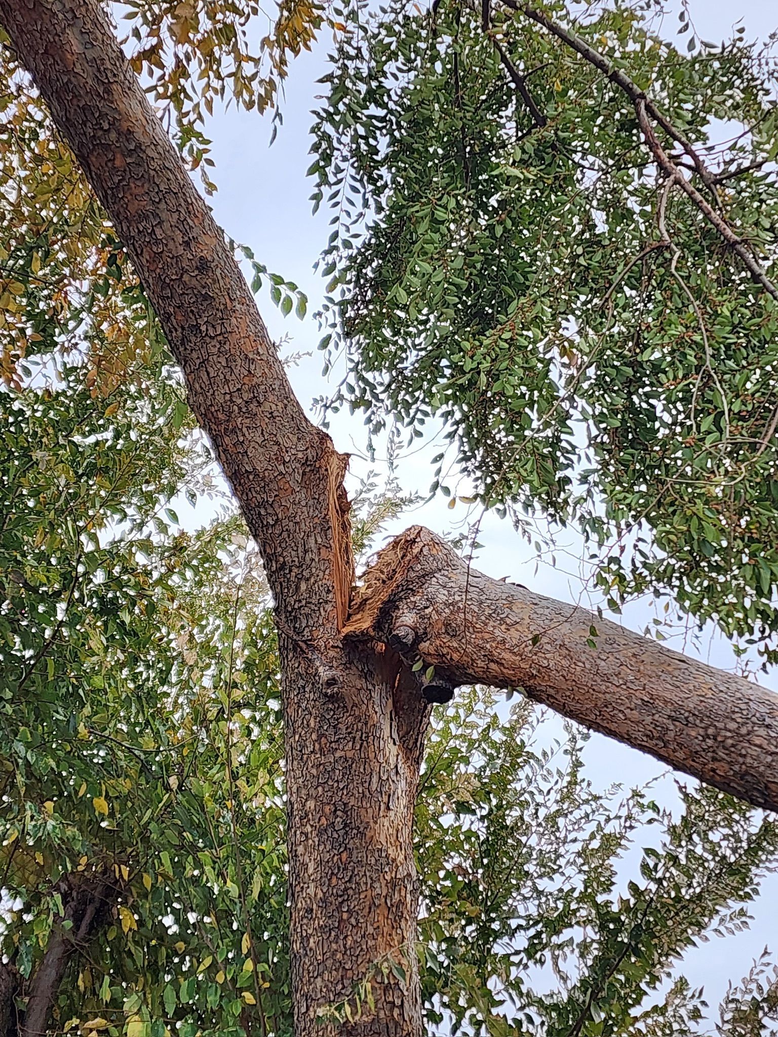 Tree trunk with a broken branch, brown bark, green leaves, against a cloudy sky.