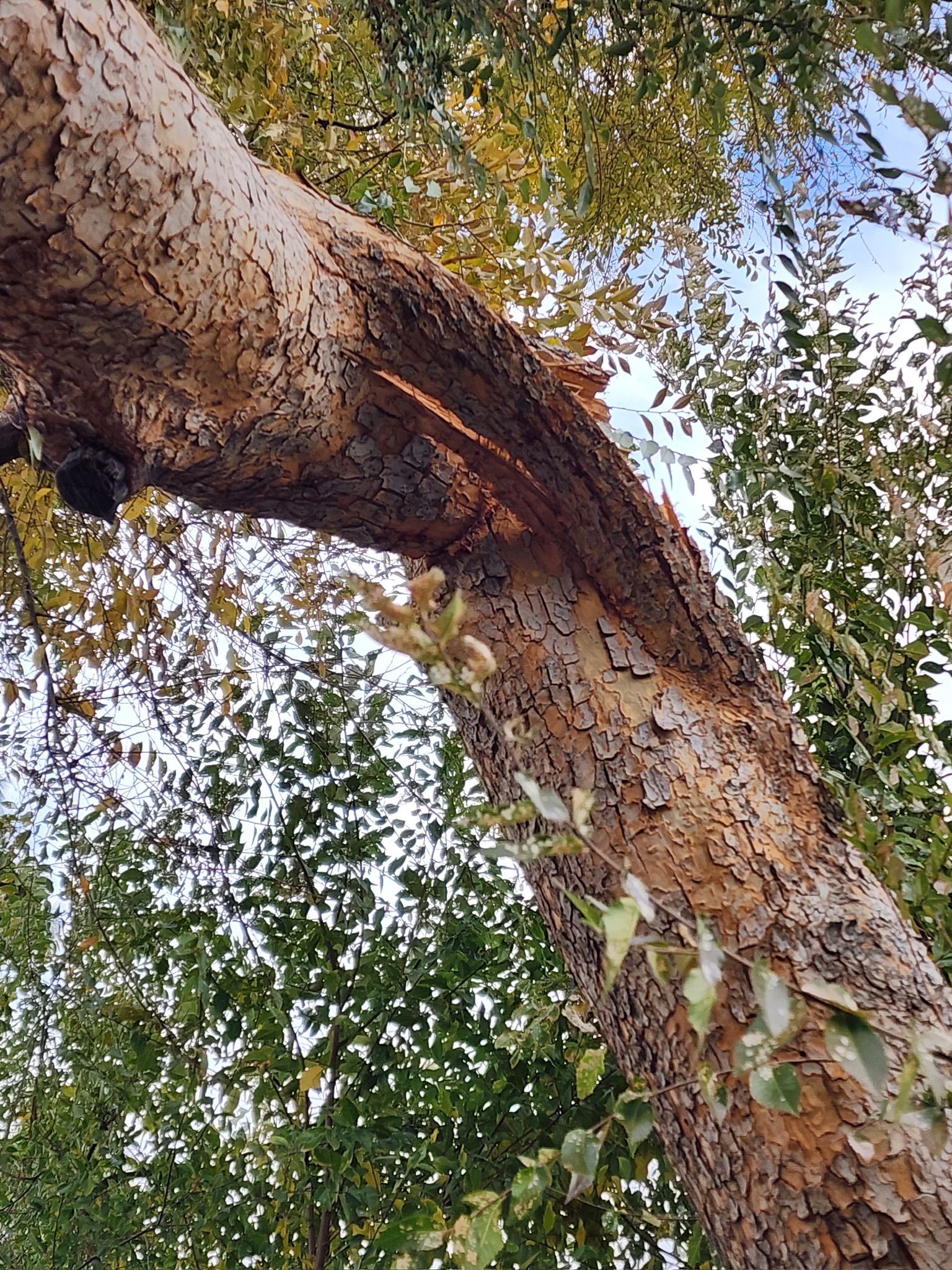 Tree trunk with peeling brown bark, extending towards the upper left, surrounded by green leaves.