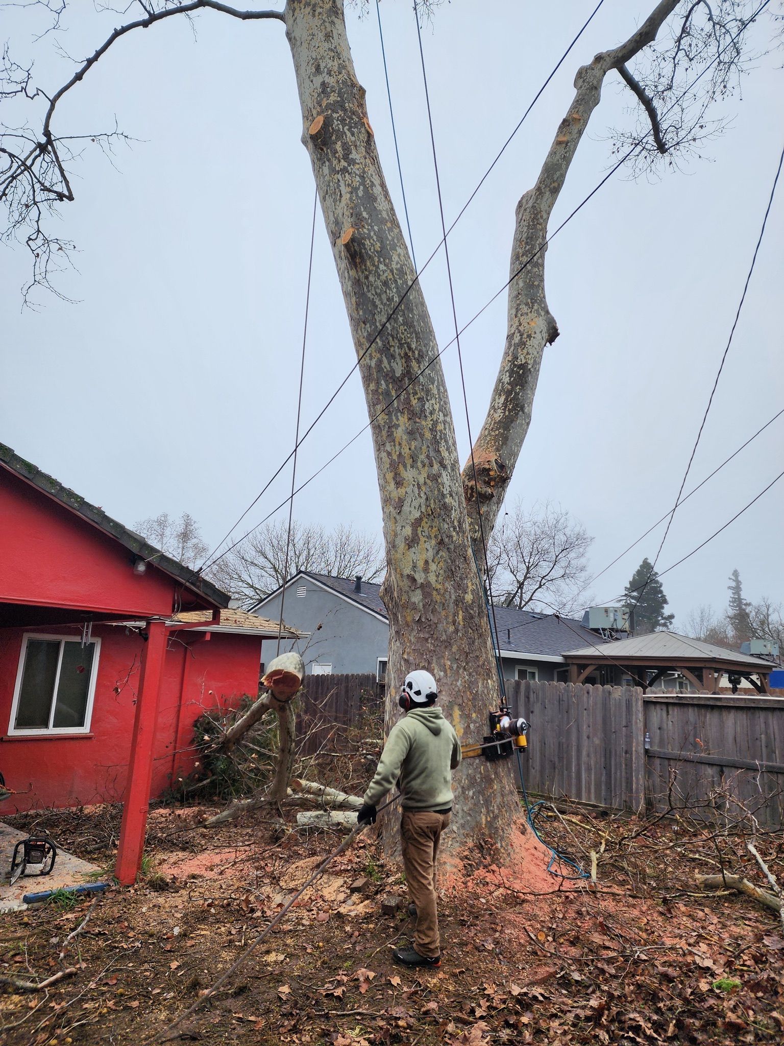 Arborist preparing to cut a large tree in a backyard with a red house, fence, and overcast sky.