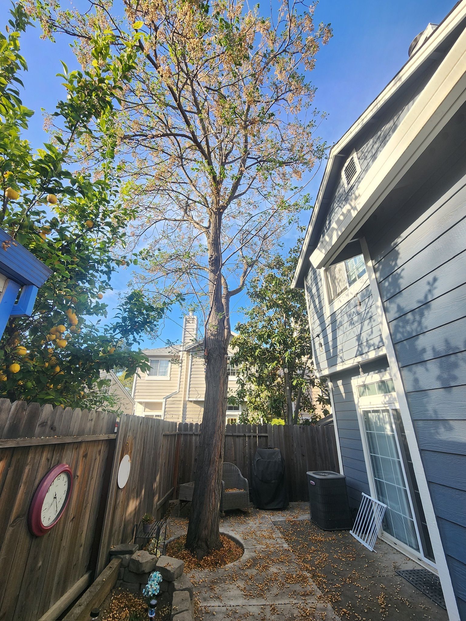 Tall tree between a wooden fence and a blue house under a blue sky, leaves on the ground.