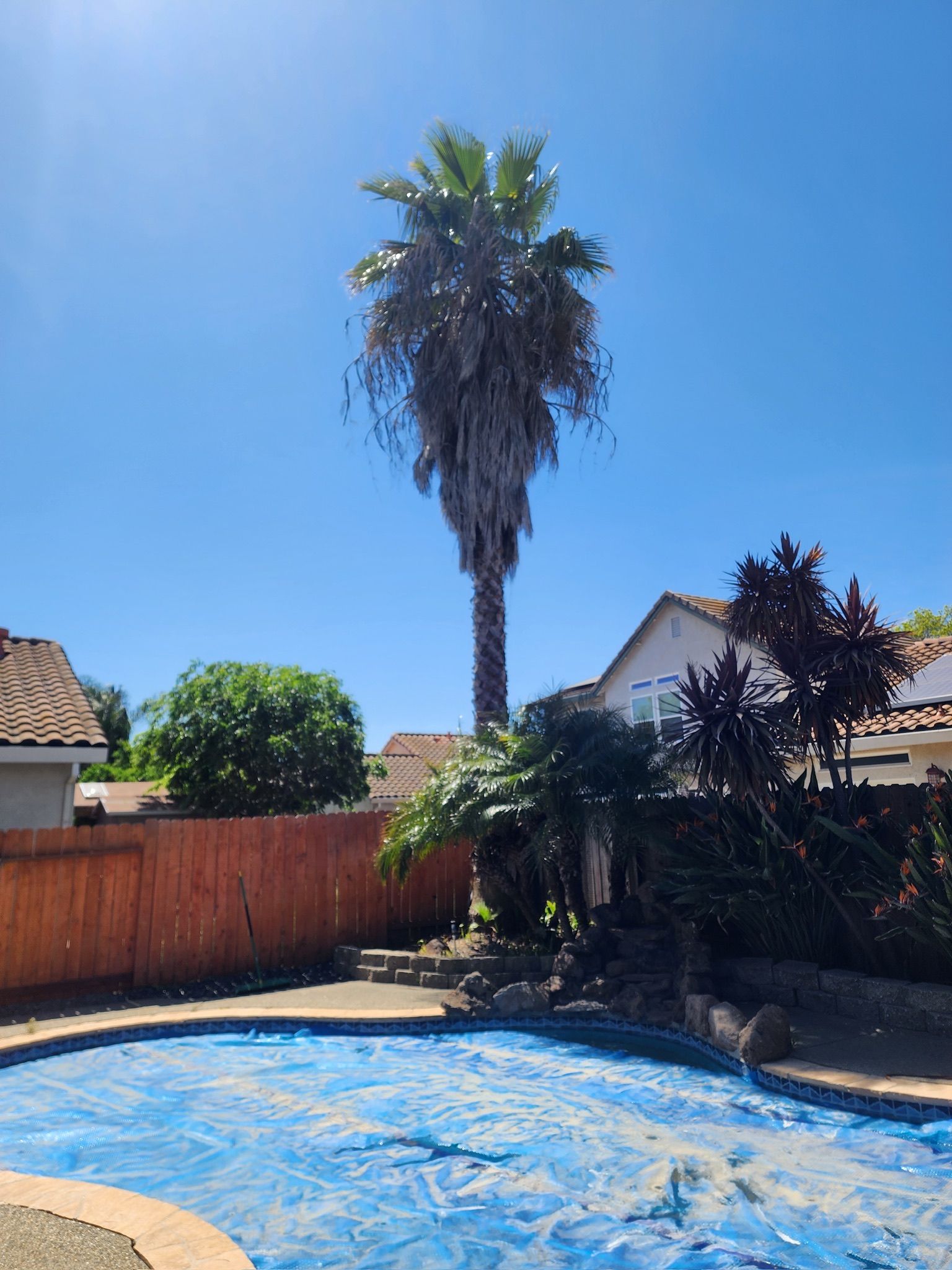 Tall palm tree in backyard with pool under a blue sky. Houses and fence in the background.