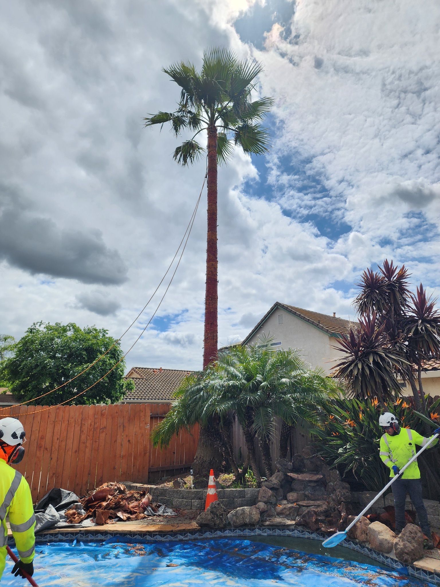 Palm tree being trimmed above a pool, workers in safety vests, cloudy sky, residential setting.