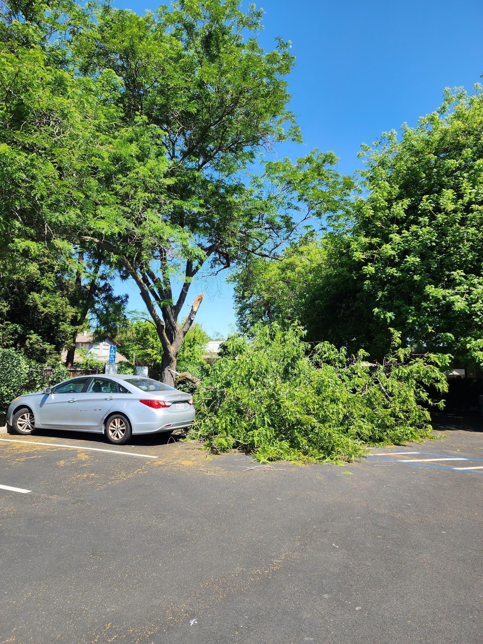 Silver car parked beneath trees, with fallen branches in parking lot, blue sky above.