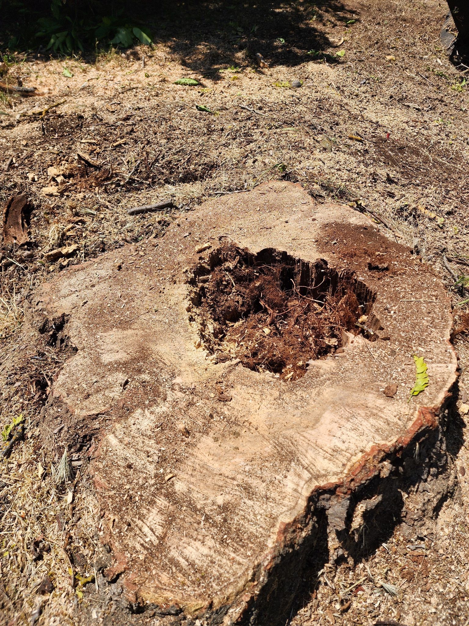 Tree stump with hollowed-out center, surrounded by wood chips, in an outdoor setting.