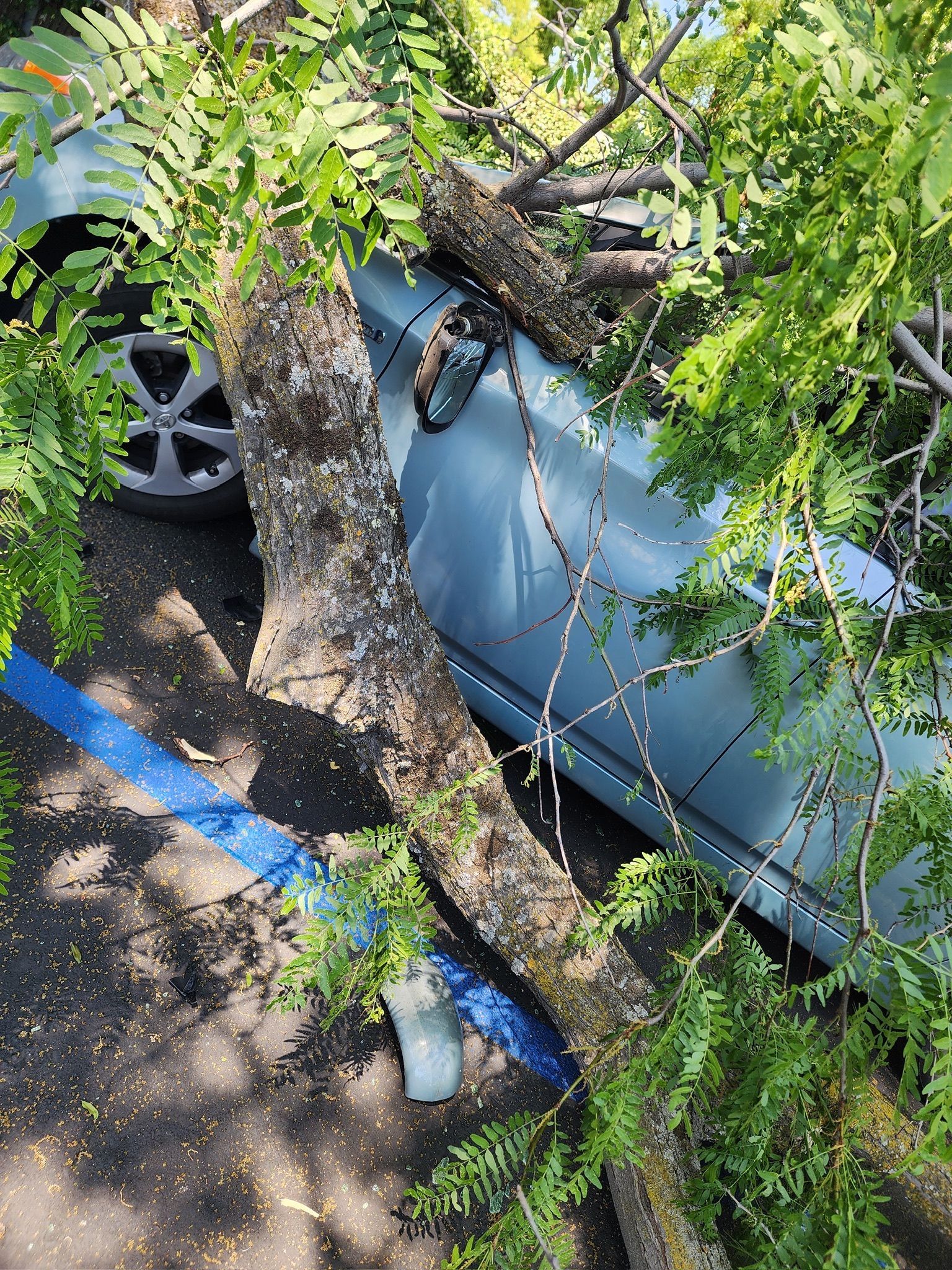 Tree branch fallen on a blue car, visible in a parking area.