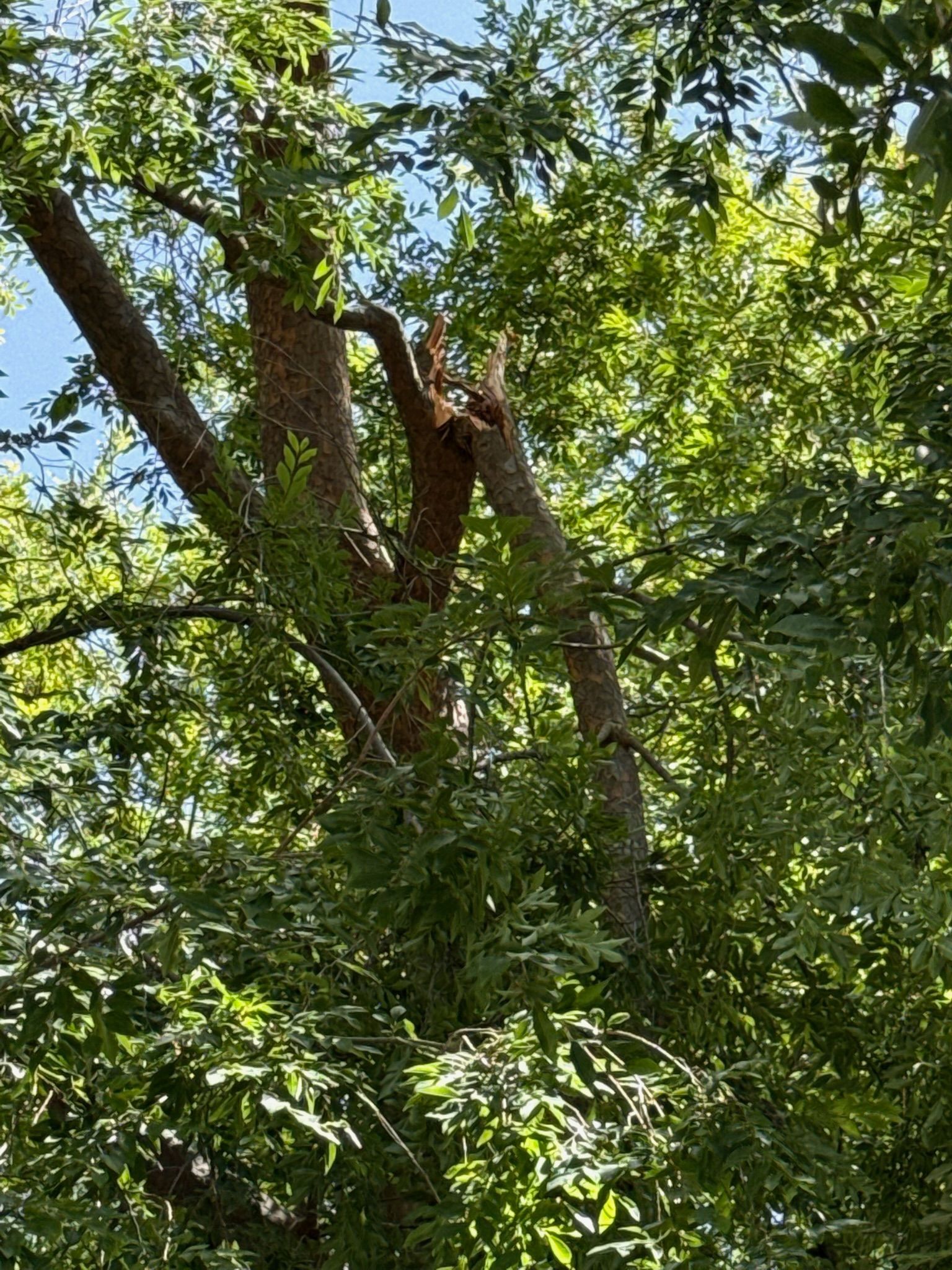 Broken tree branch against a blue sky, surrounded by green foliage.
