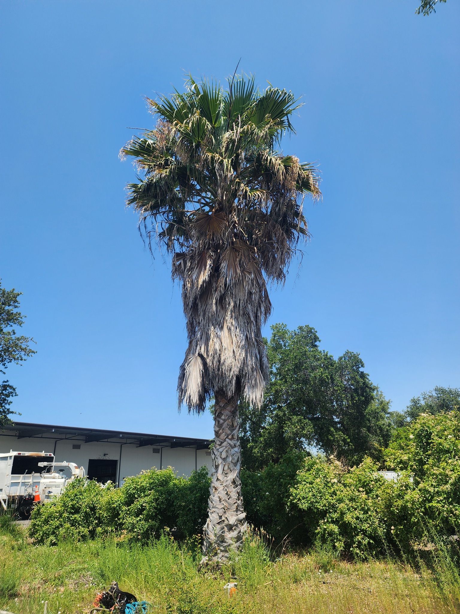 Three palm trees in front of a house on a sunny day with blue sky.