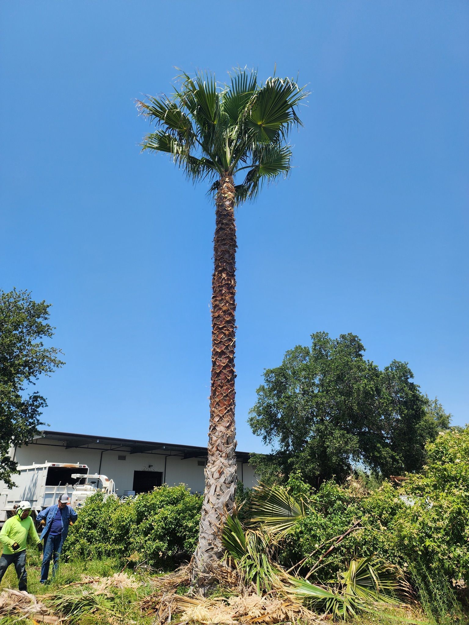 Tall palm tree with a rough trunk against a clear blue sky. People and greenery surround it.