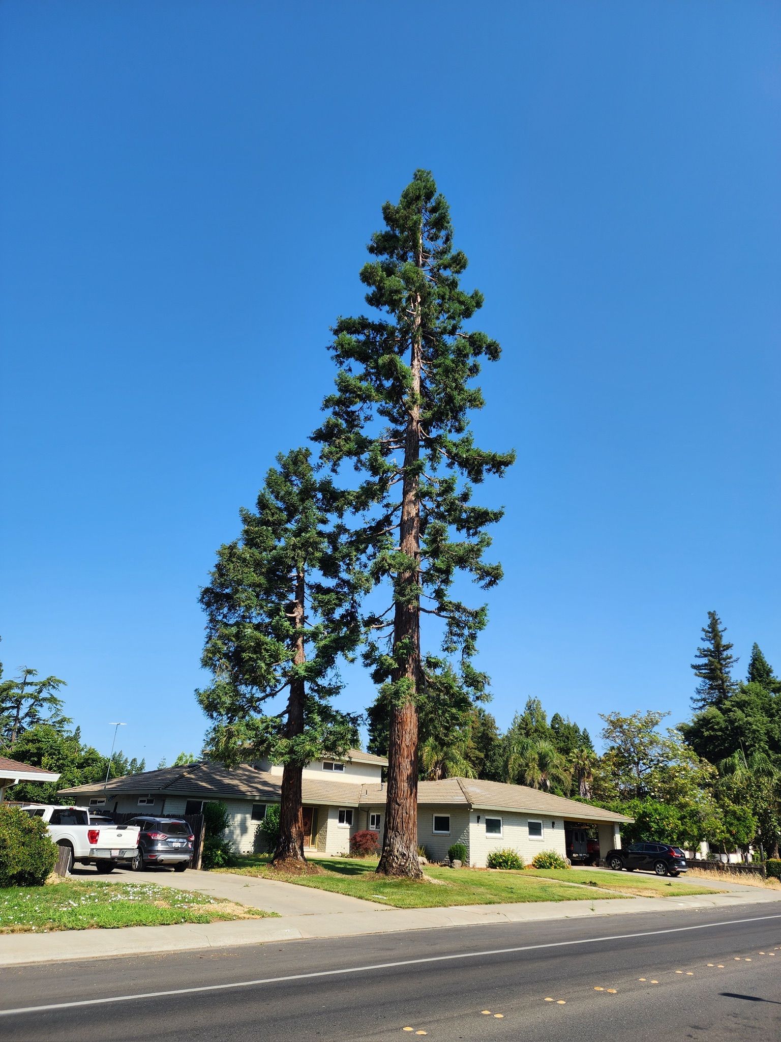 Tall evergreen trees flank a small house under a blue sky, street in foreground.