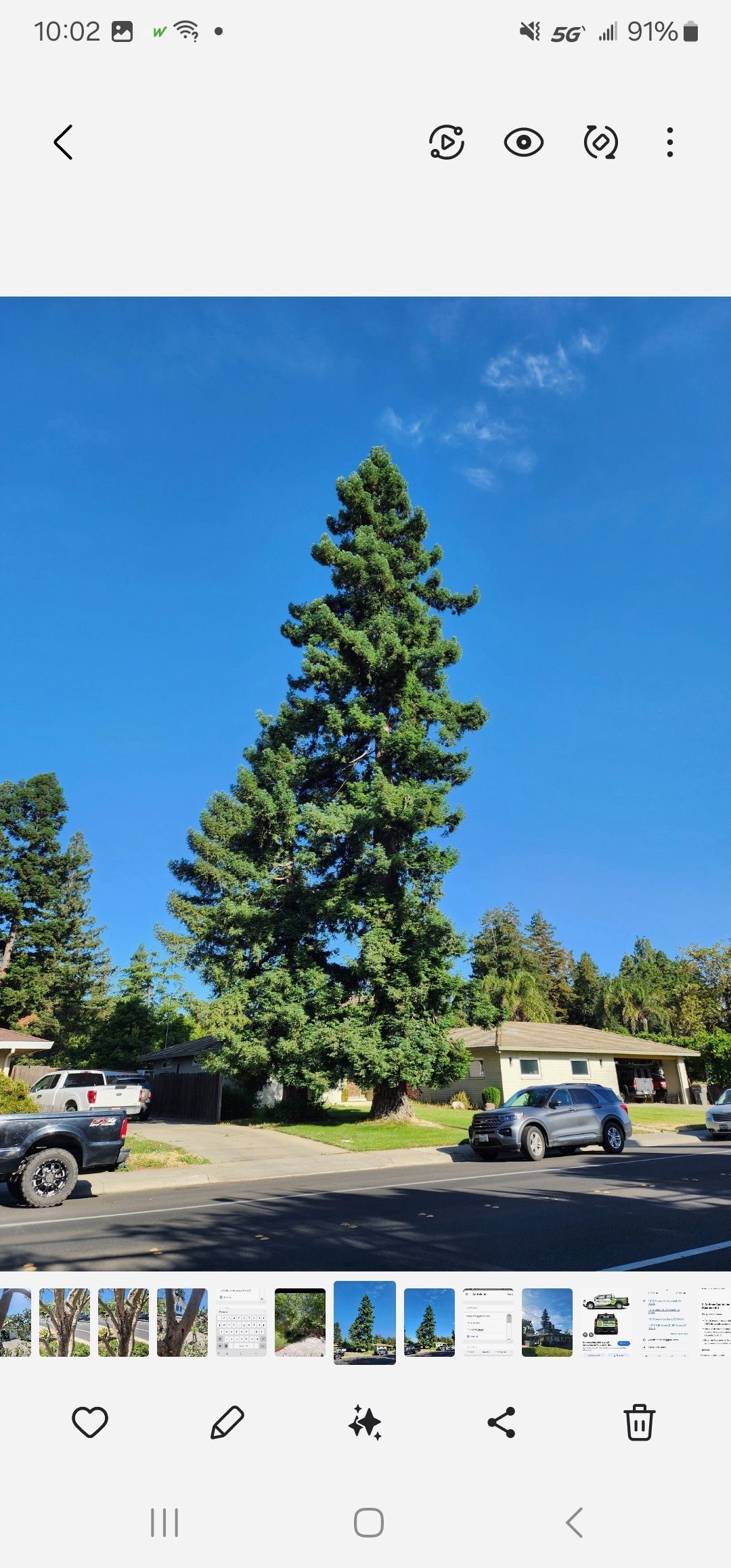 Tall evergreen tree under a bright blue sky. Houses and cars are visible in the background.