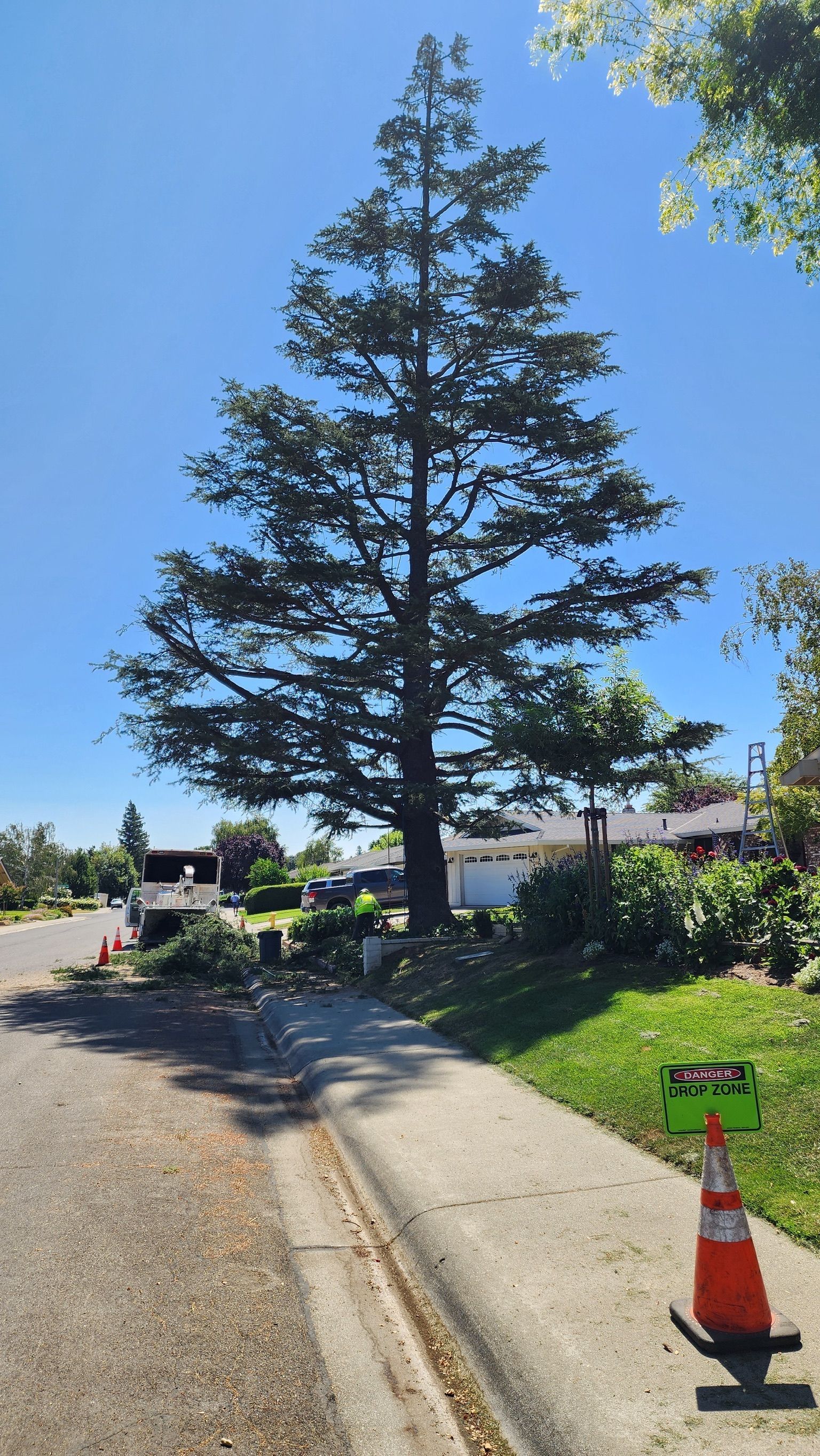 Tall tree trimmed in a residential area, with debris on the road and a traffic cone.