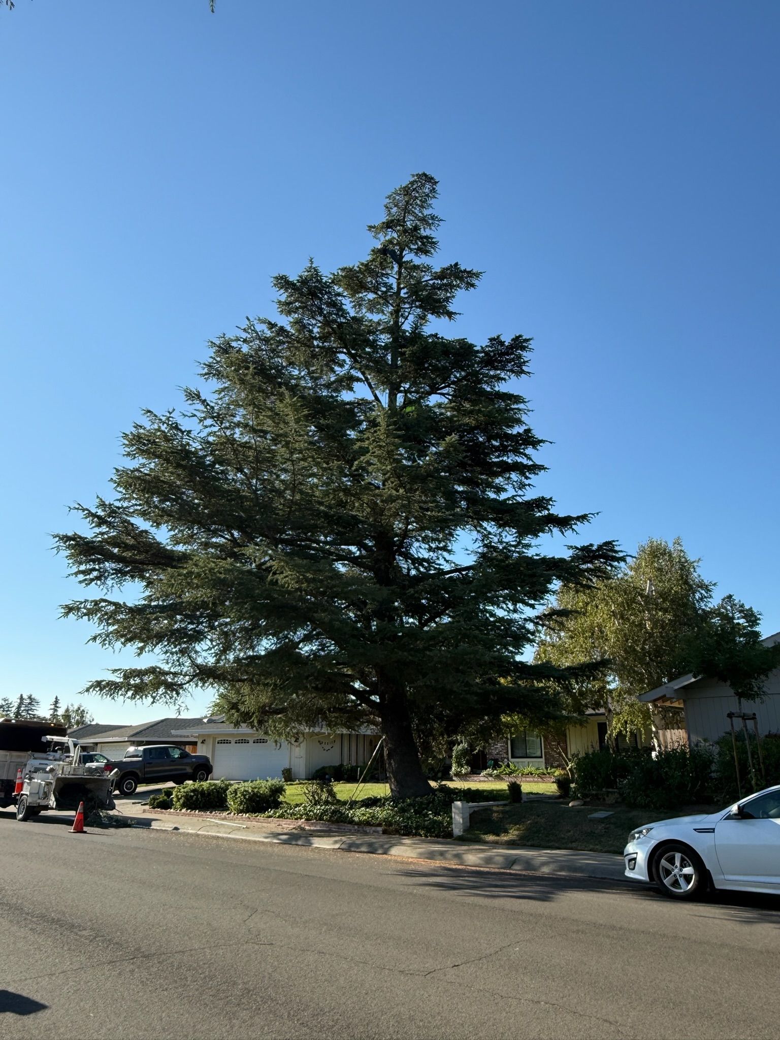 Large tree on a residential street; white car parked in foreground, clear blue sky.