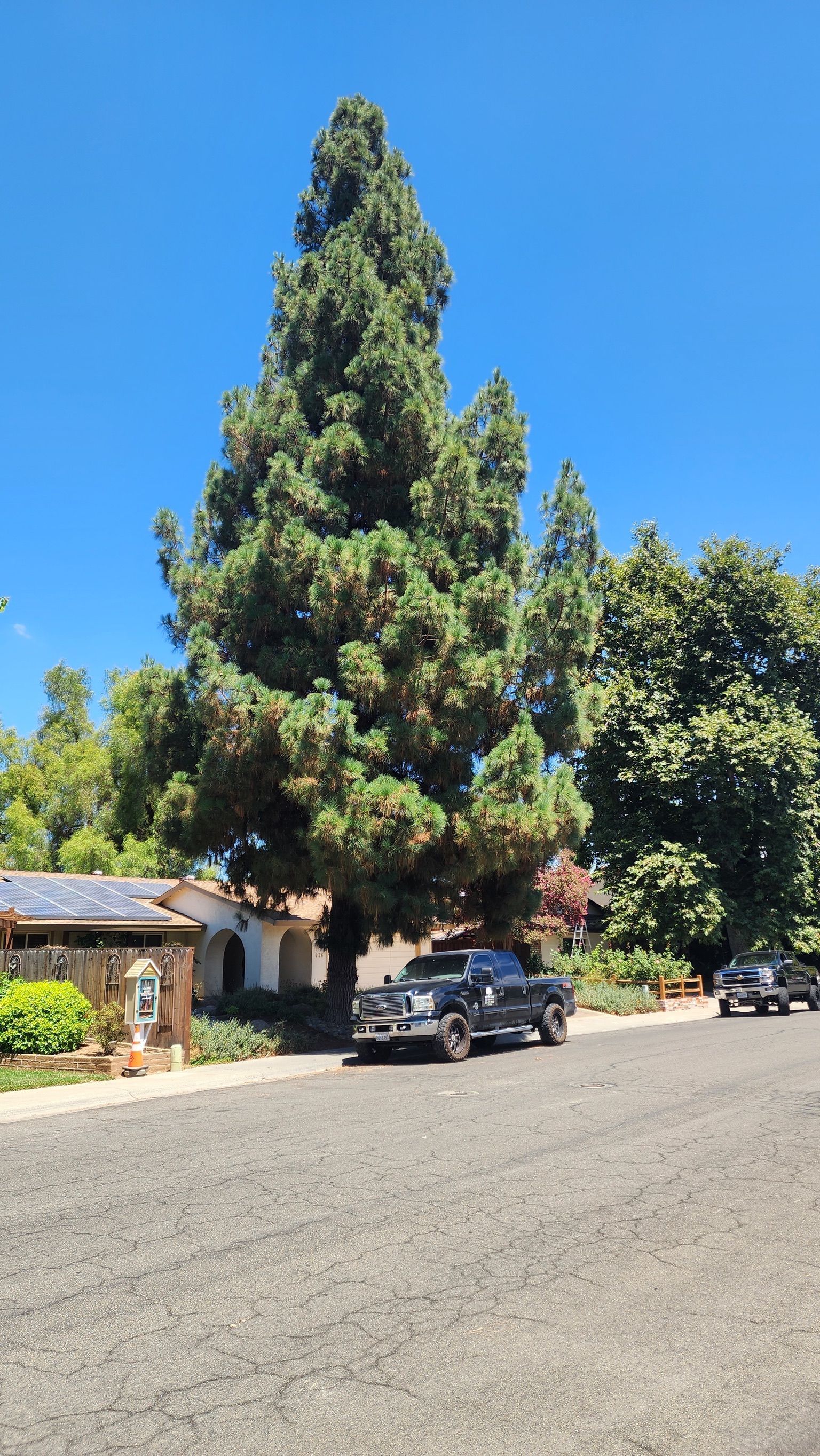 A tall evergreen tree stands on a street with a truck parked in front of a house under a clear, blue sky.