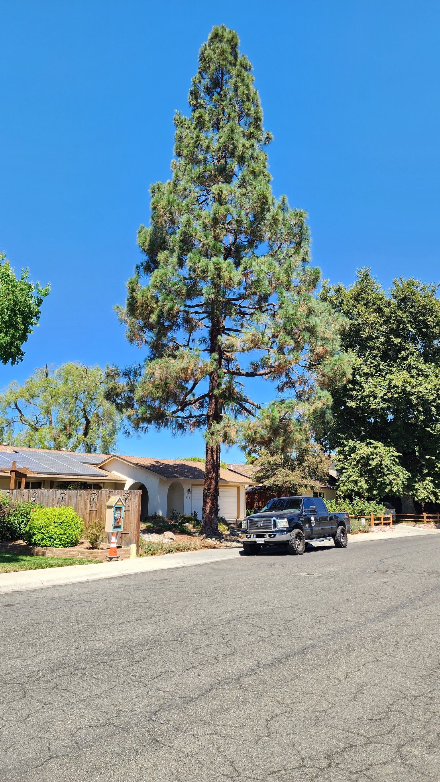 Tall tree in front of a house, a black truck in the street, blue sky.