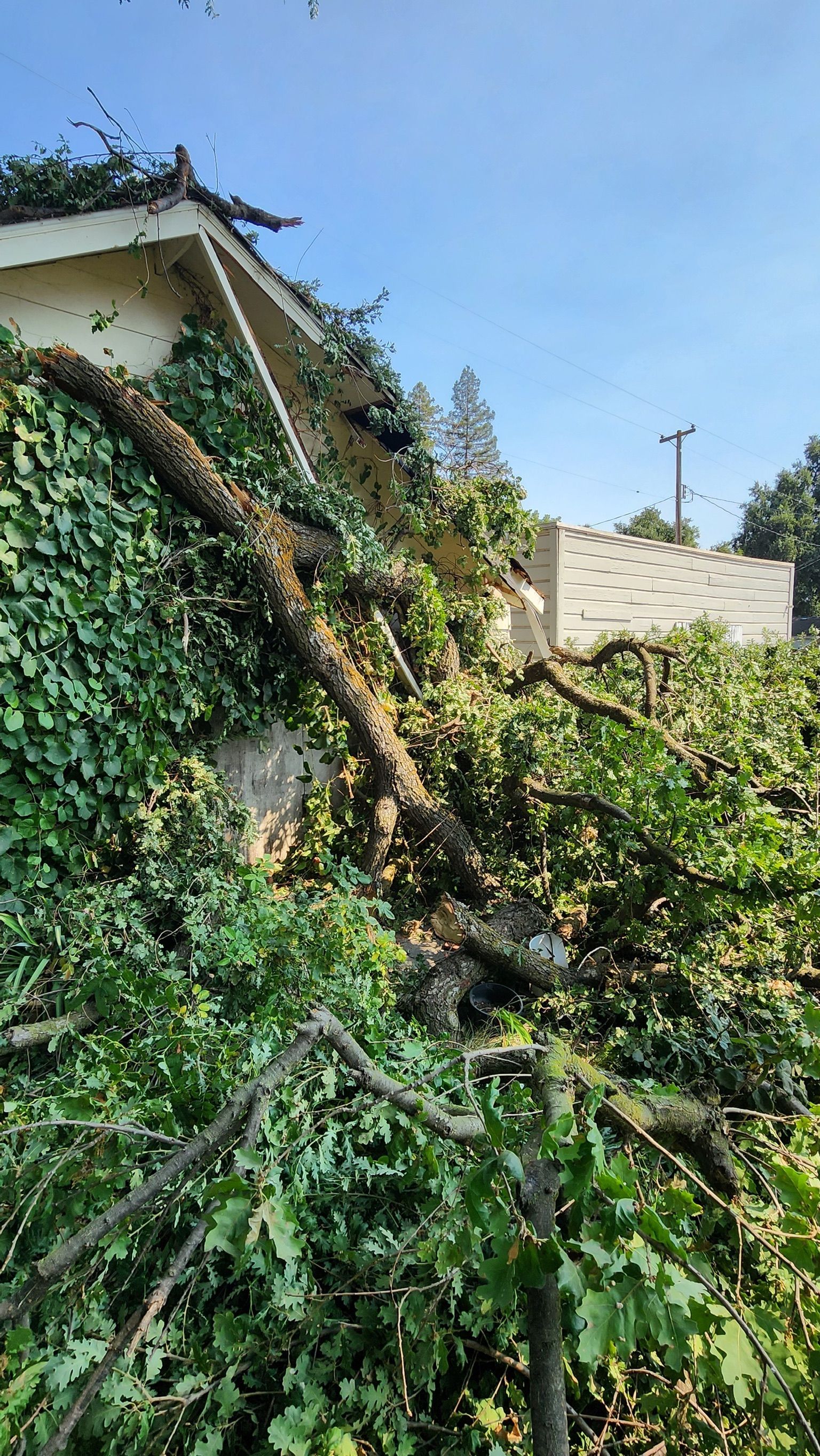 Tree branch fallen on a house, covered in green ivy. Overcast, blue sky.