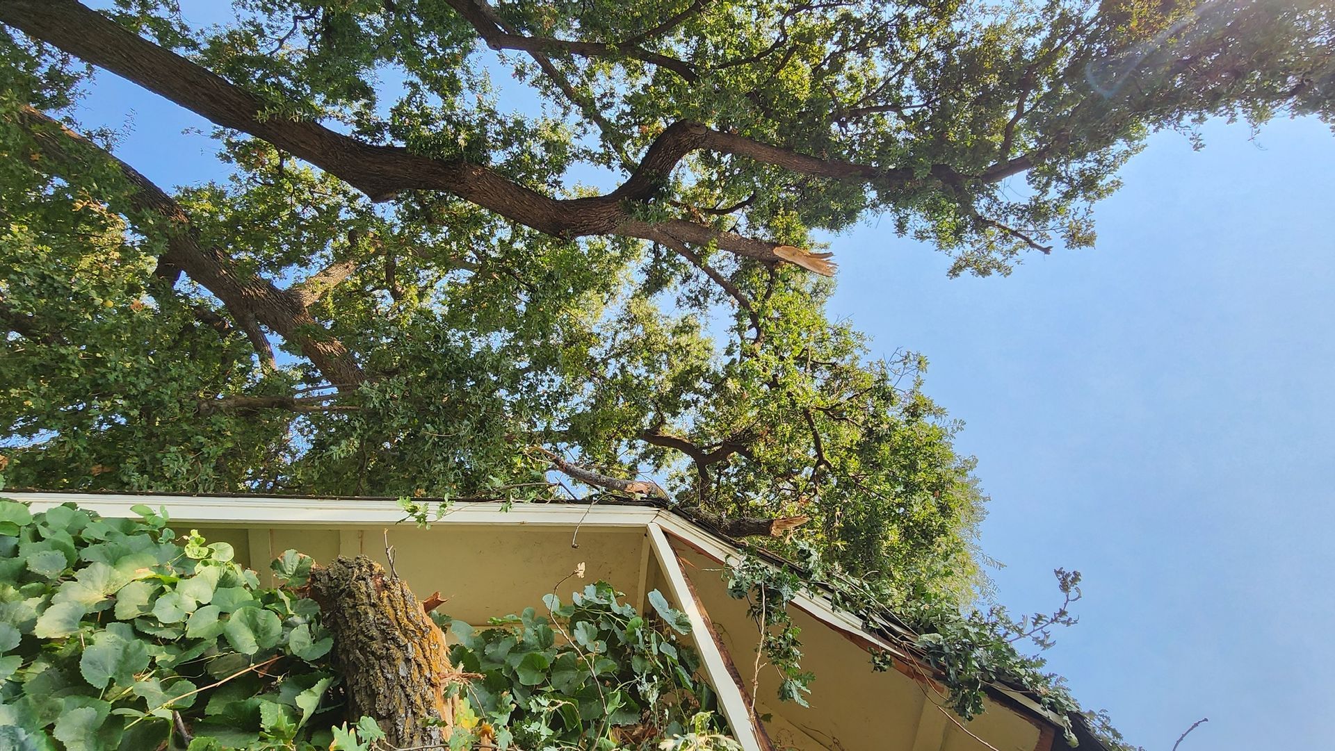 View of a large tree with green leaves, overhanging a white-walled structure. Blue sky in background.