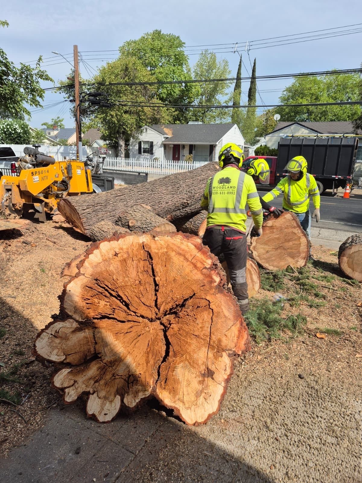 Tree service workers in yellow vests and hard hats cutting a large tree trunk on a sunny street.
