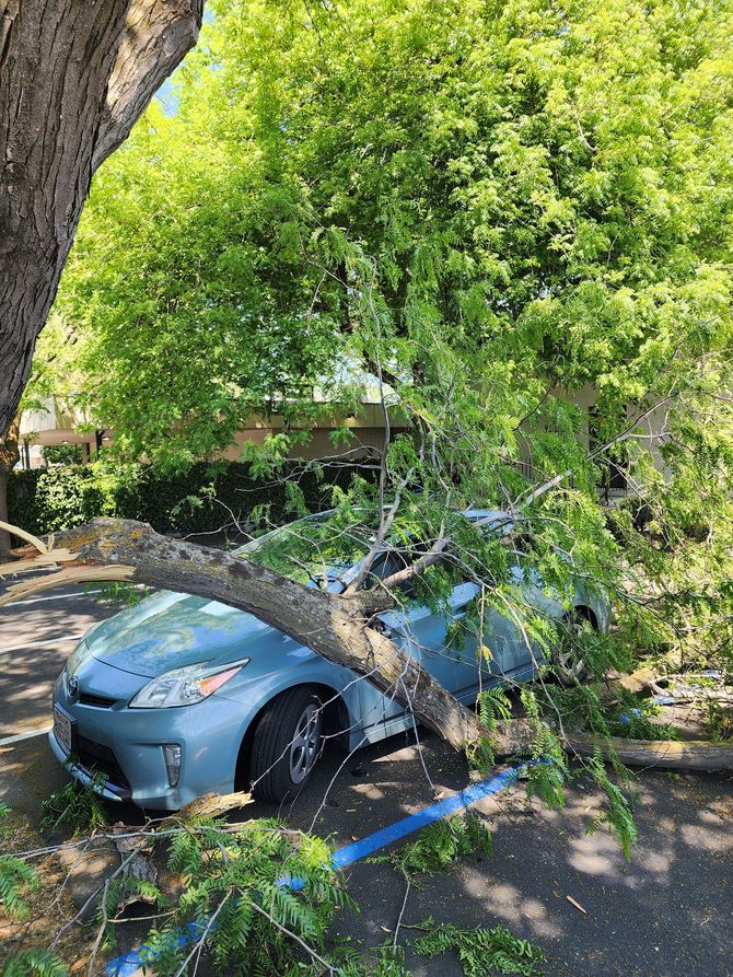 A blue car is crushed by a fallen tree in a parking lot.