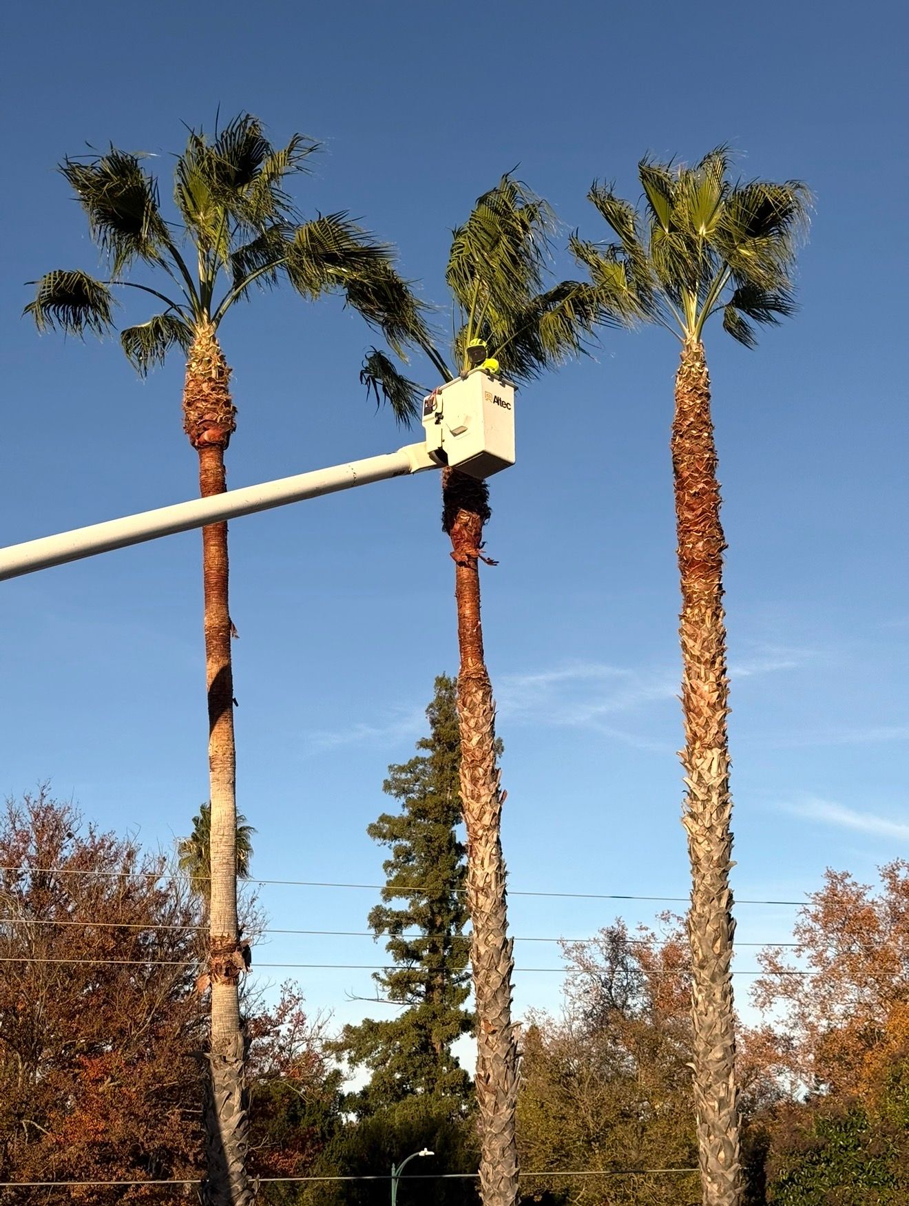 Three tall palm trees with the middle one being trimmed by a lift, against a clear blue sky.