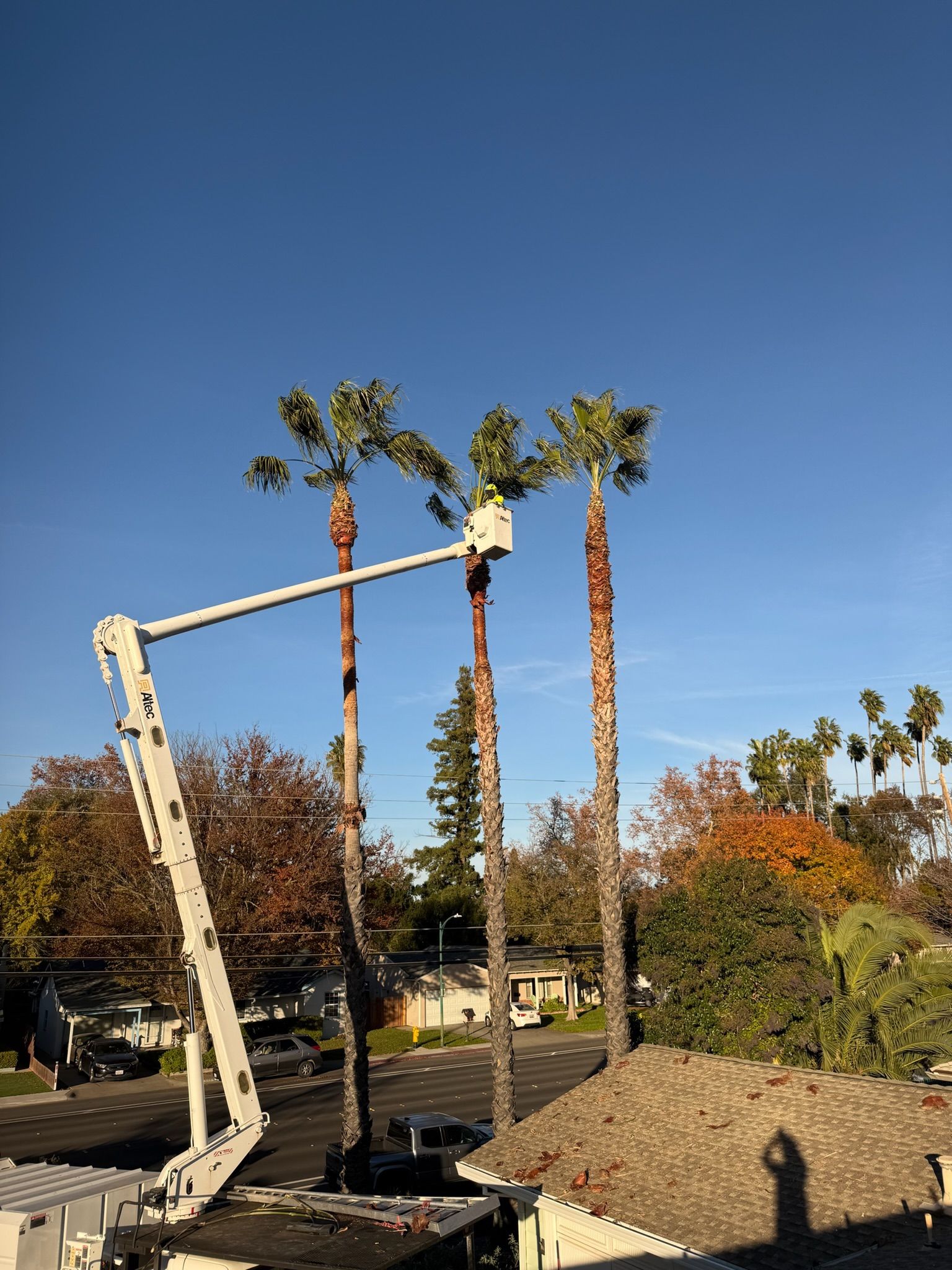 A crane trimming tall palm trees under a blue sky, with other trees and buildings in the background.