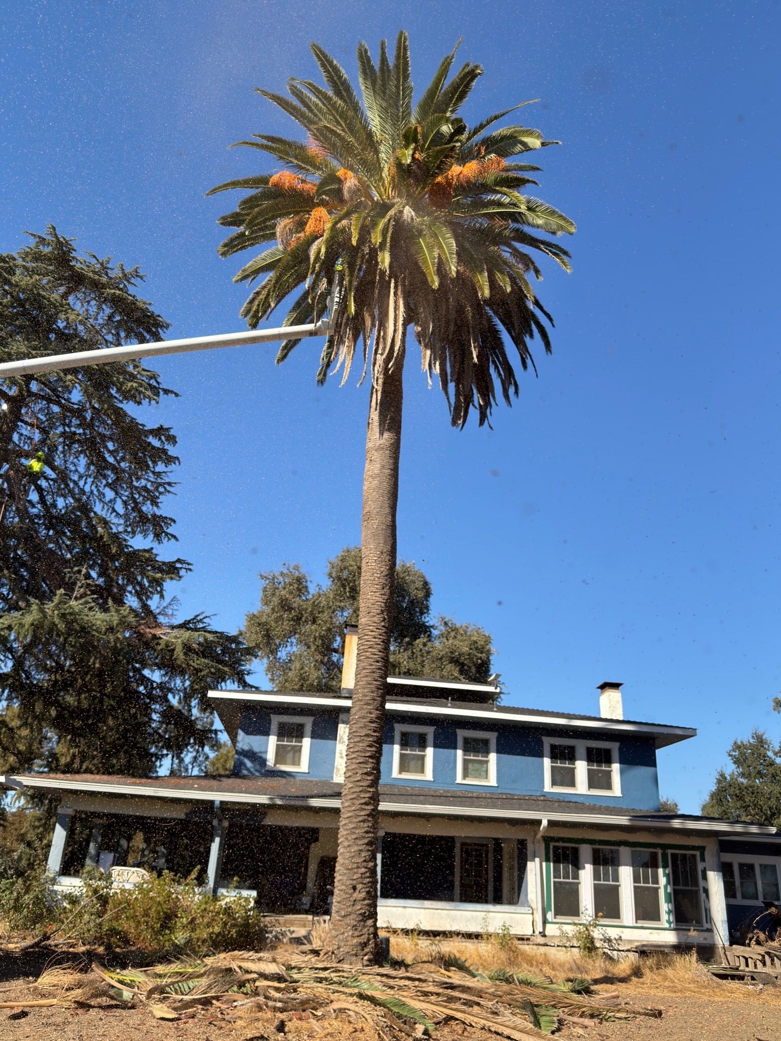 Tall palm tree being trimmed, spraying water, in front of a blue house under a blue sky.