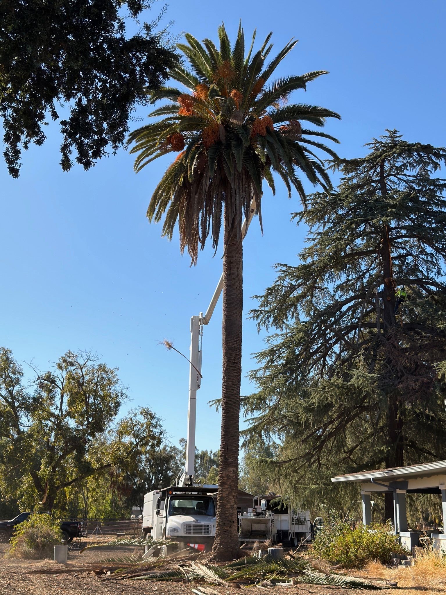 Palm tree being trimmed by a truck with a boom lift on a sunny day.