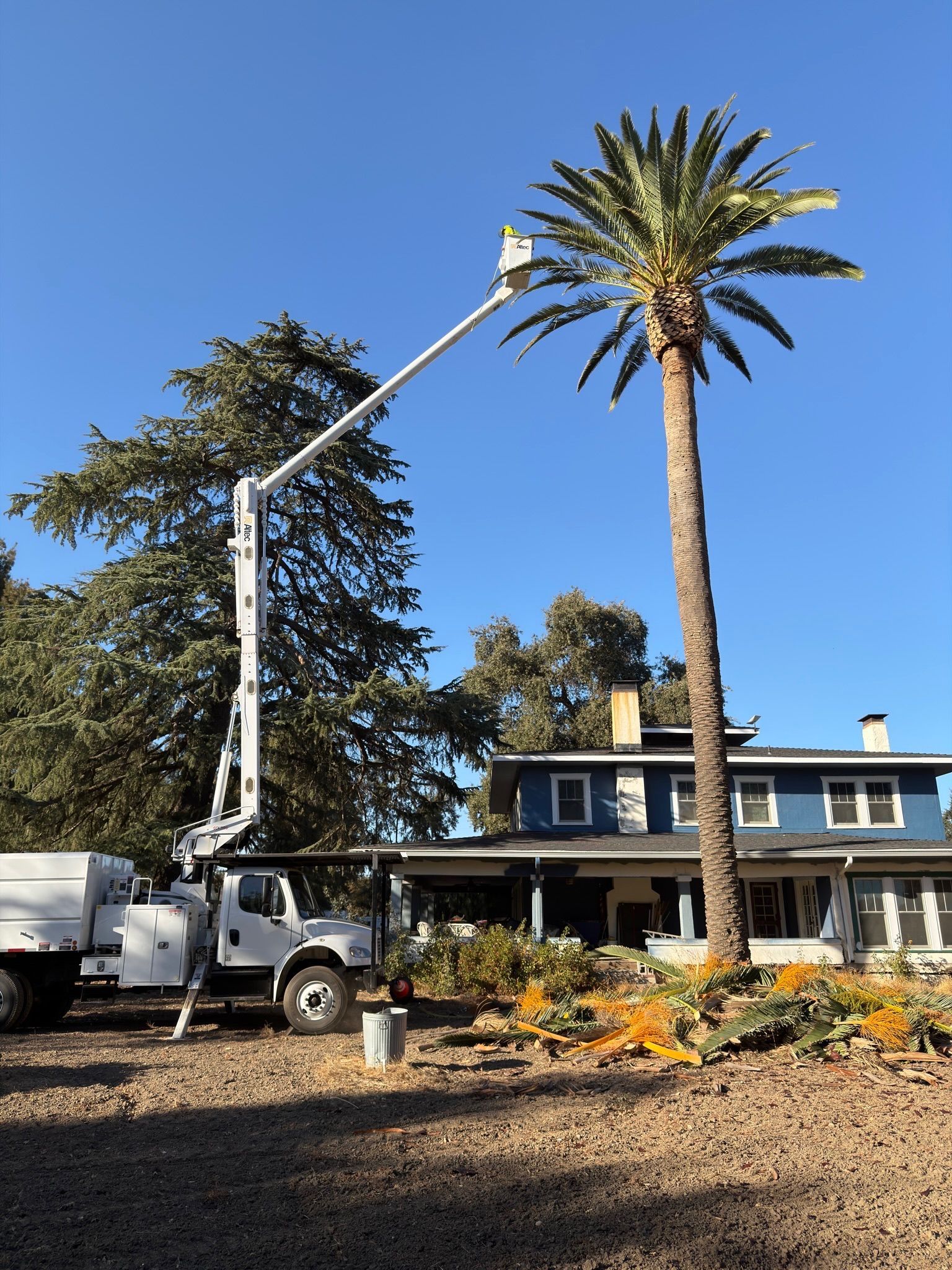 A tree service truck trims a tall palm tree near a blue house. Clear blue sky.
