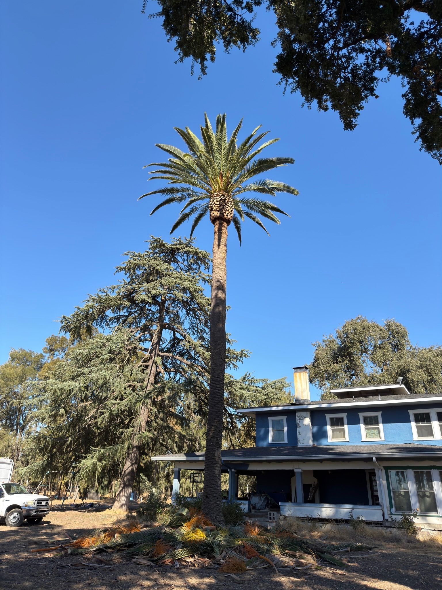 Tall palm tree in front of a blue house under a clear sky. Other trees and a white vehicle are also in view.