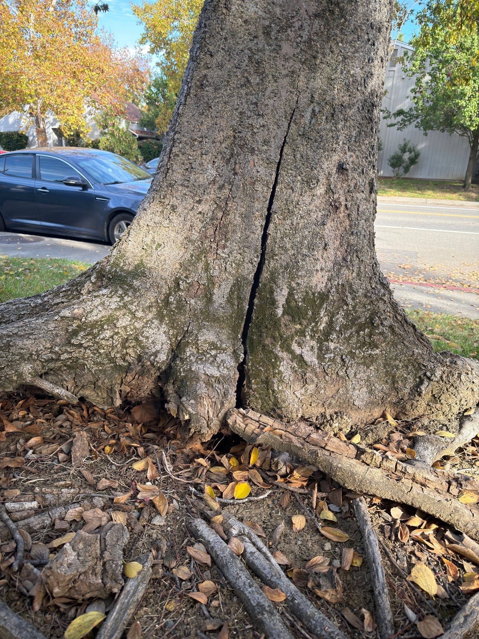 Tree trunk with a large vertical split; roots exposed, leaves on the ground, car in background.