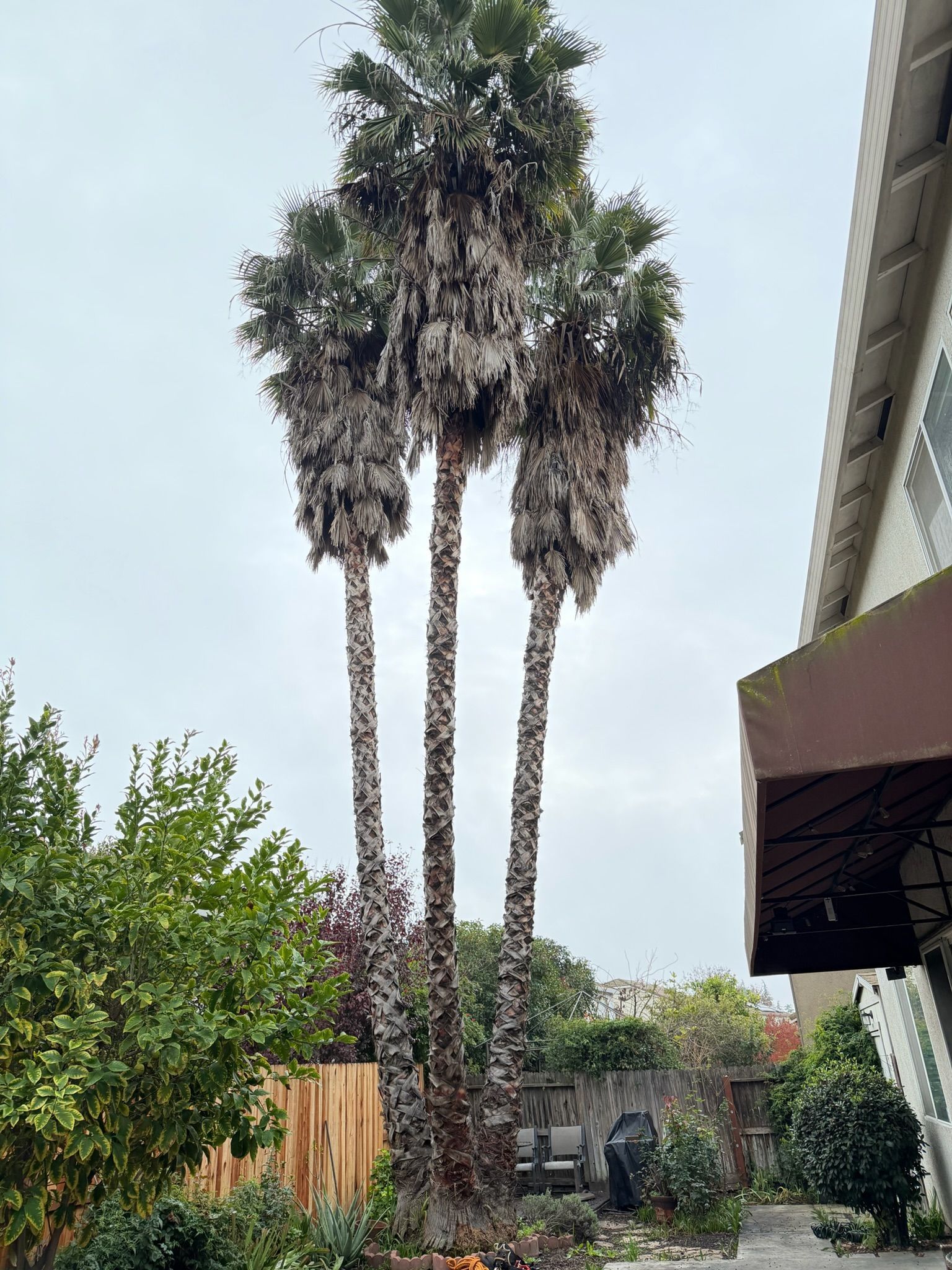 Three tall palm trees stand in a yard next to a building on an overcast day.