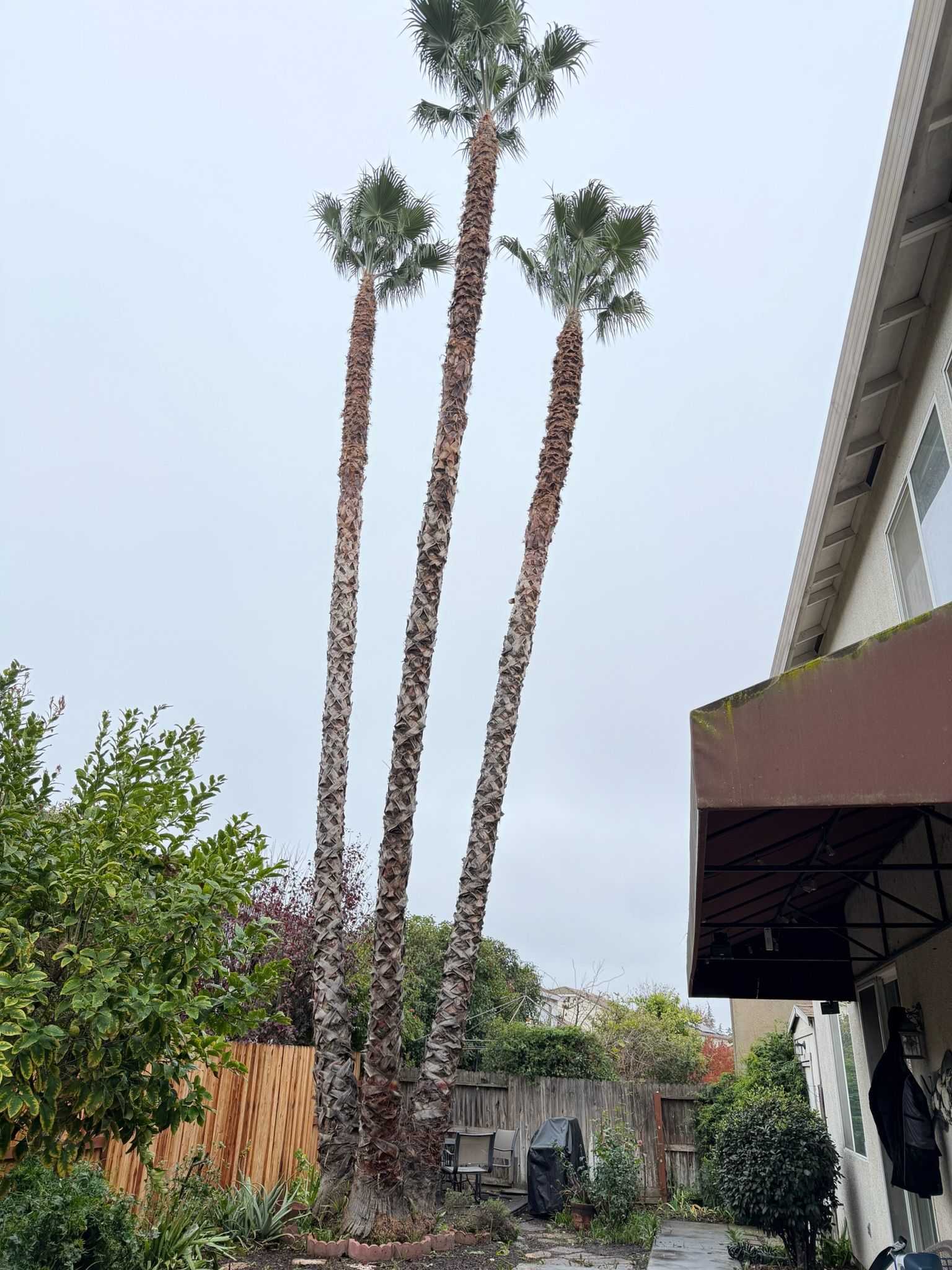 Four tall palm trees next to a building on an overcast day.