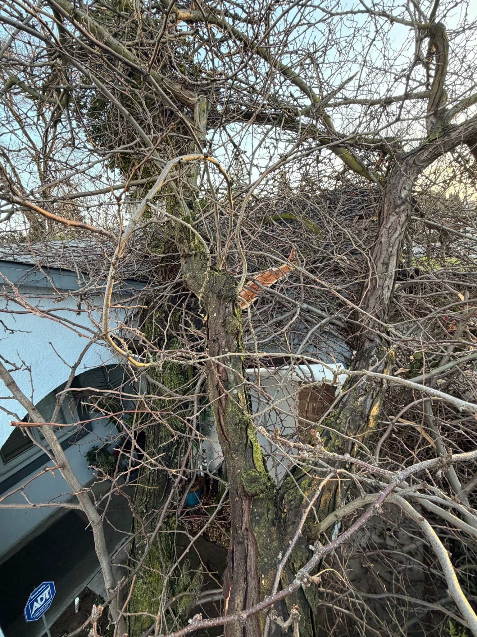 Tree branches with small buds in front of a curved, light-colored bridge and building.