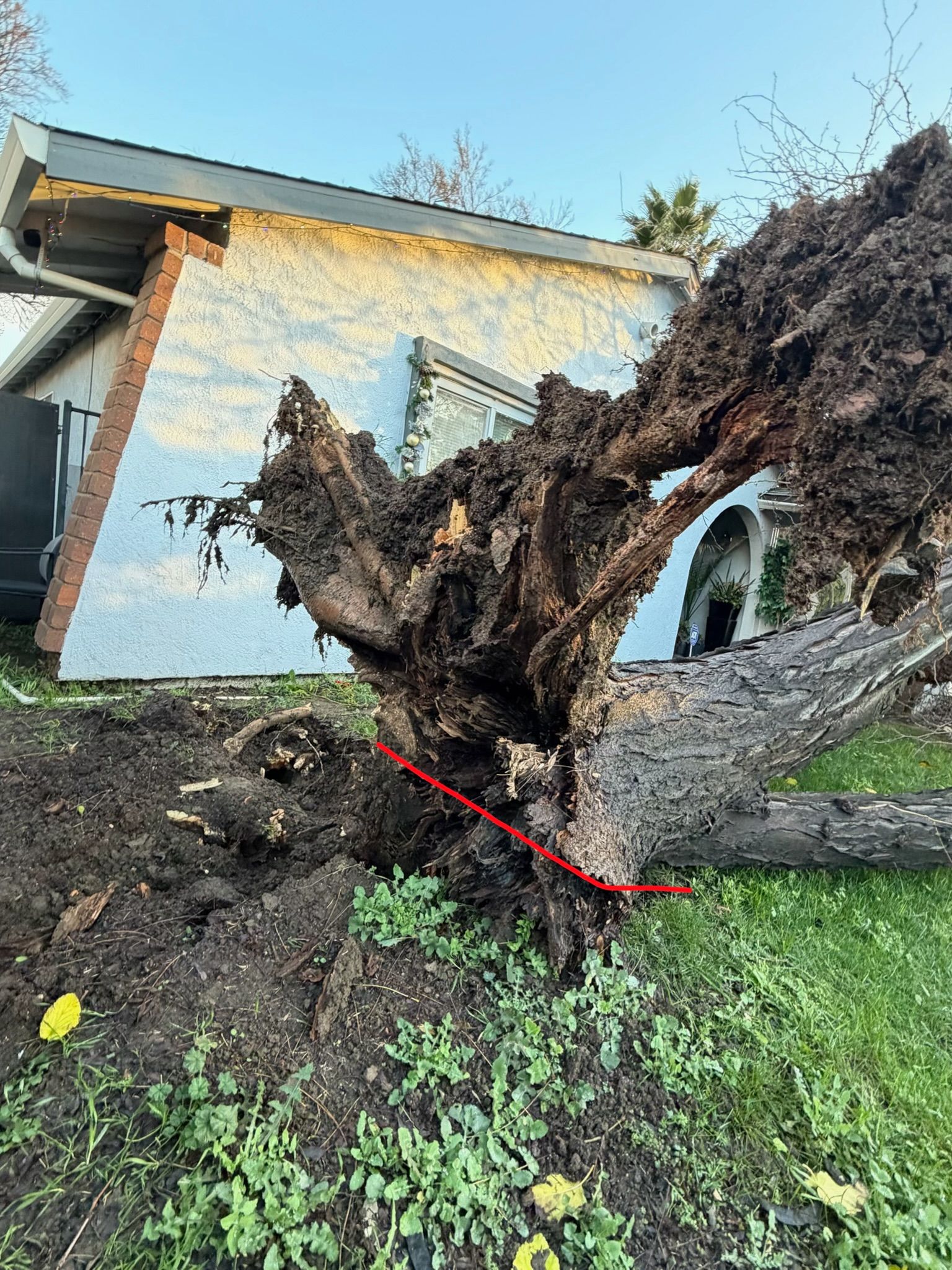 Fallen tree next to a house with exposed roots and damage to the building.