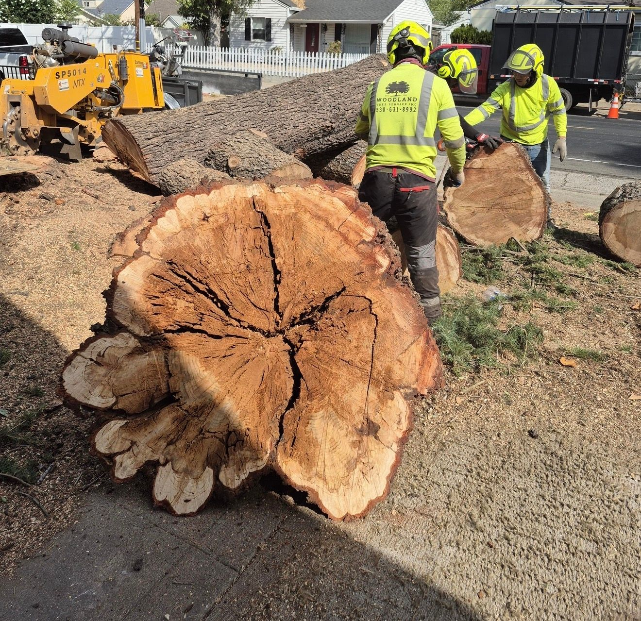 Tree service workers cutting a large tree trunk on a street, wearing safety vests and hard hats.