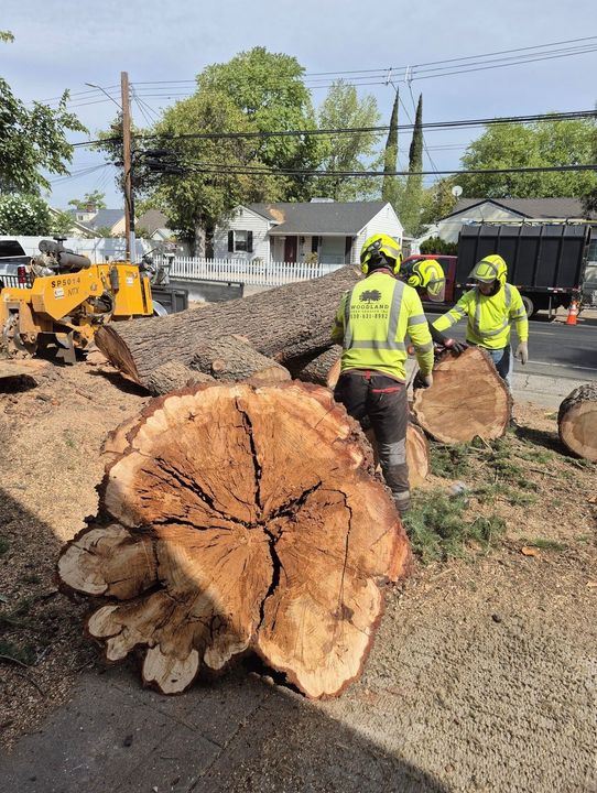 Tree service workers cutting a large tree into sections. Sunny outdoor setting with a stump in the foreground.