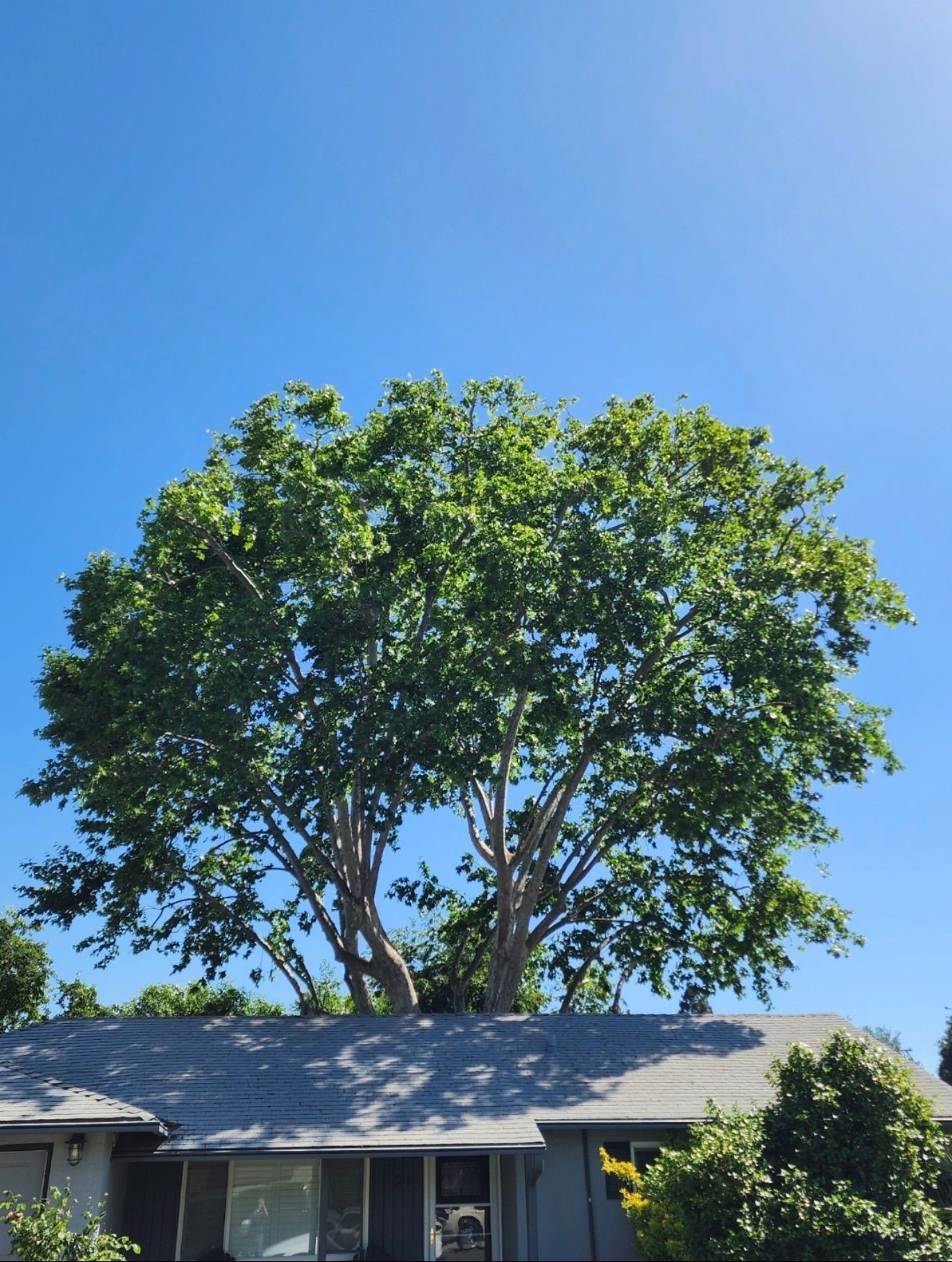 Large tree atop a house with gray roof, against a clear blue sky.