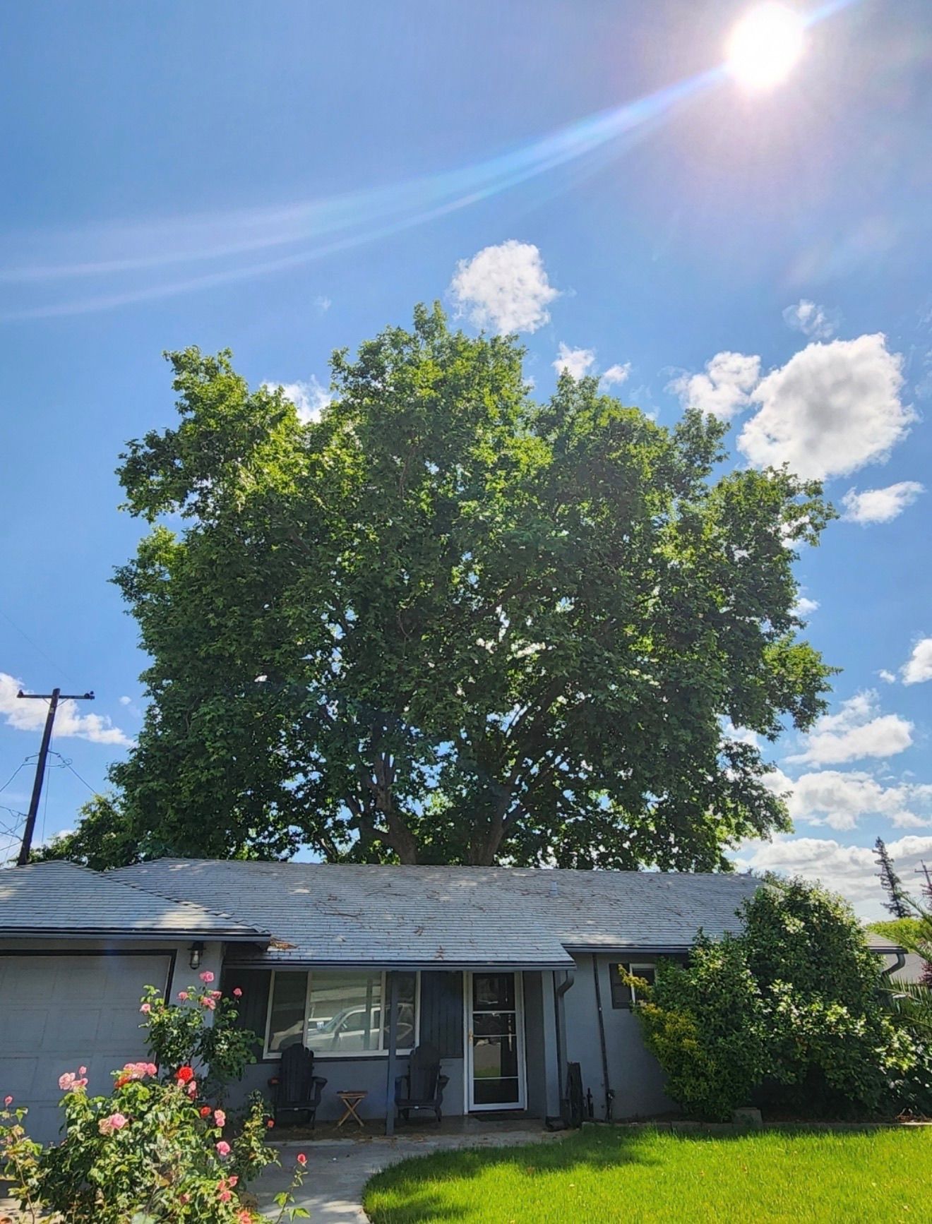 House with large green tree against a bright blue sky with the sun shining.
