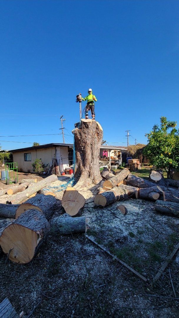 Arborist atop a large tree stump, holding a chainsaw. Logs and sawdust surround the base. Blue sky.